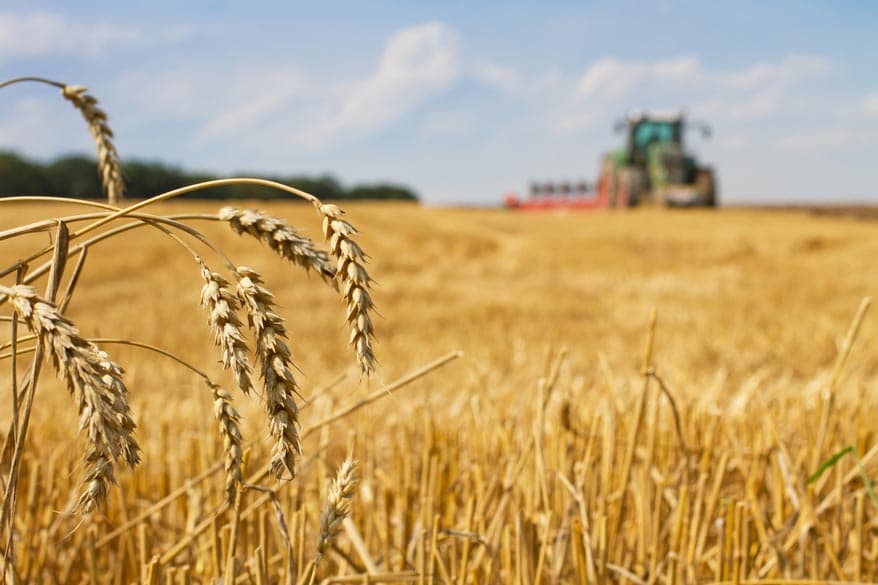 Weizenfeld im Hintergrund ist ein Traktor