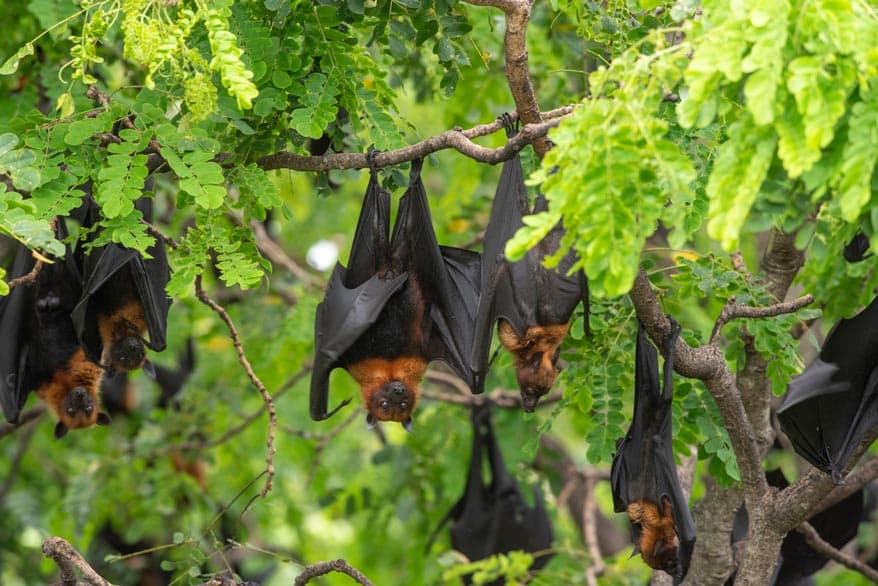 Mehrere Fldermäuse lassen sich von einem Baum hängen