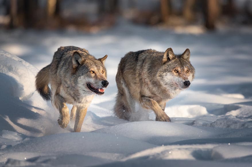 Zwei Wölfe im Schnee