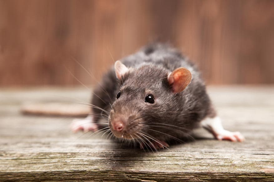 Ratte auf ein Stück Holz