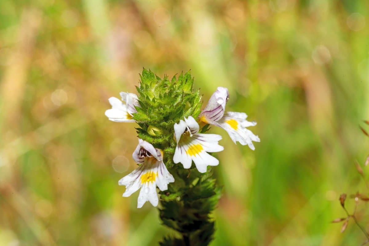 Gewöhnlicher Augentrost Euphrasia-Blume mit Knospen vor einem verschwommenen hellgrünen Hintergrund