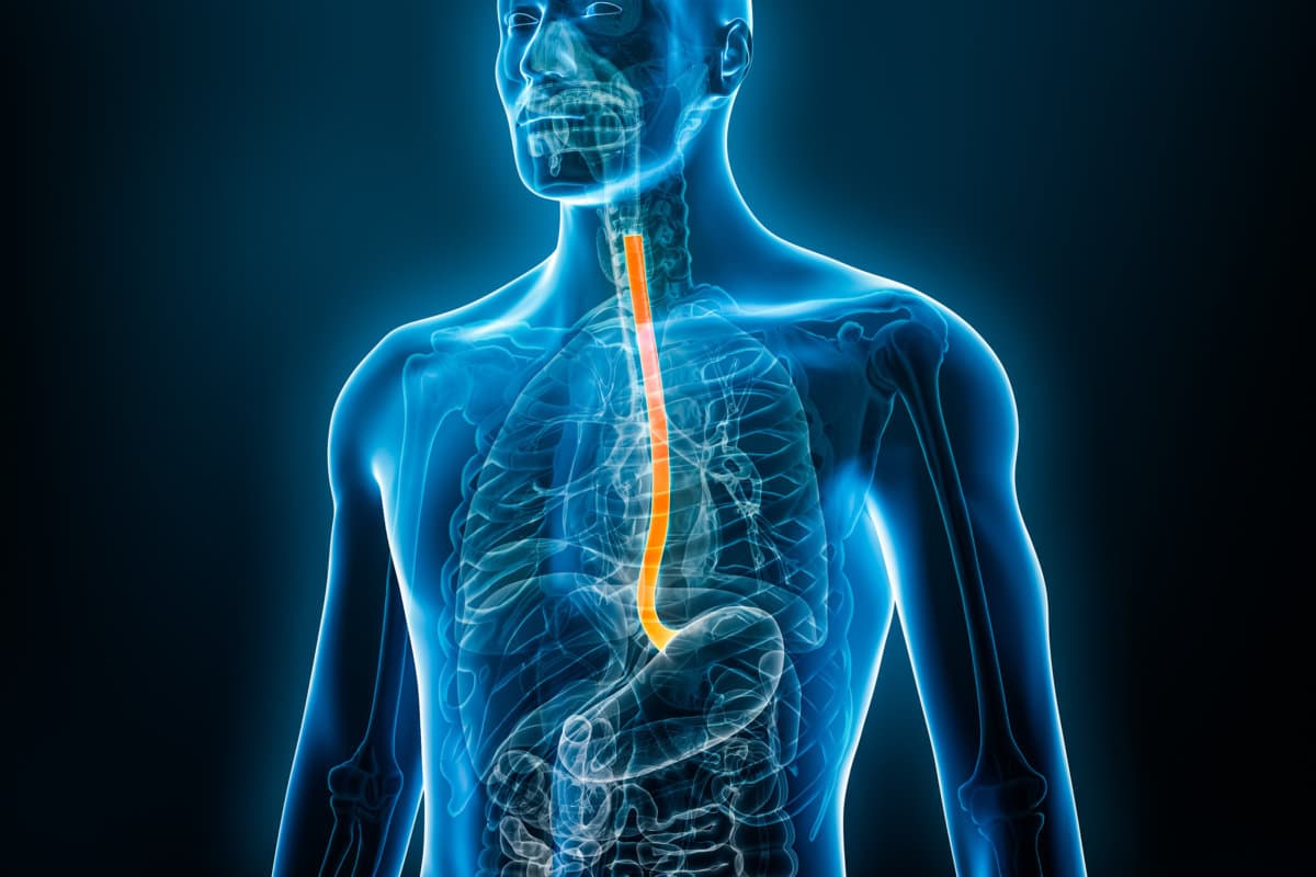 Xray front view of the esophagus or oesophagus 3D rendering illu
