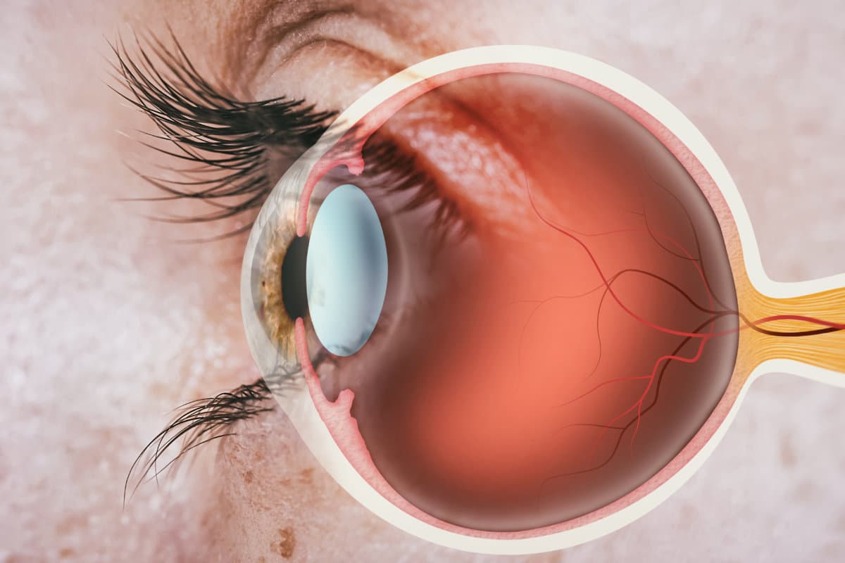 Structure of human eye. In side view.