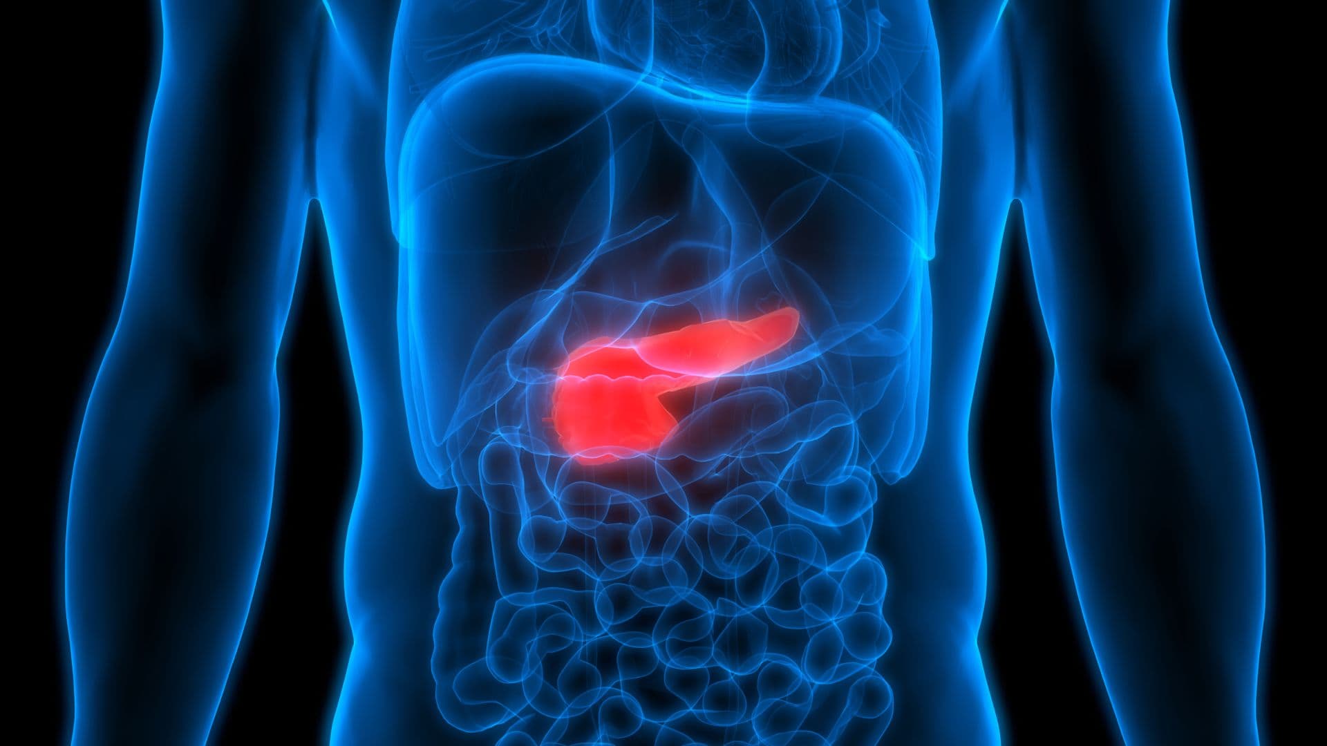 Human Body Organs Anatomy (Pancreas)