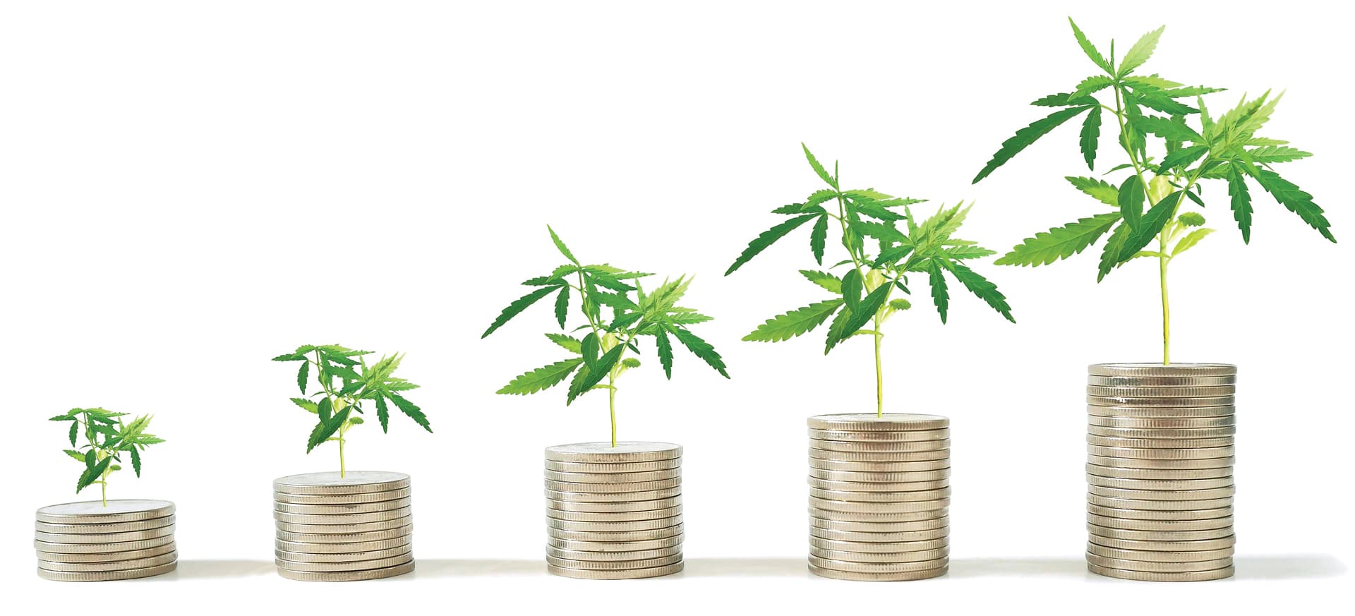 Cannabis