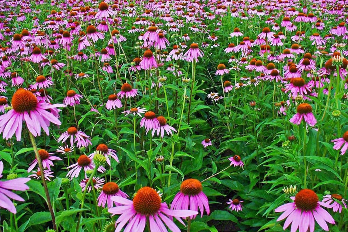 Echinacea_purpurea_001