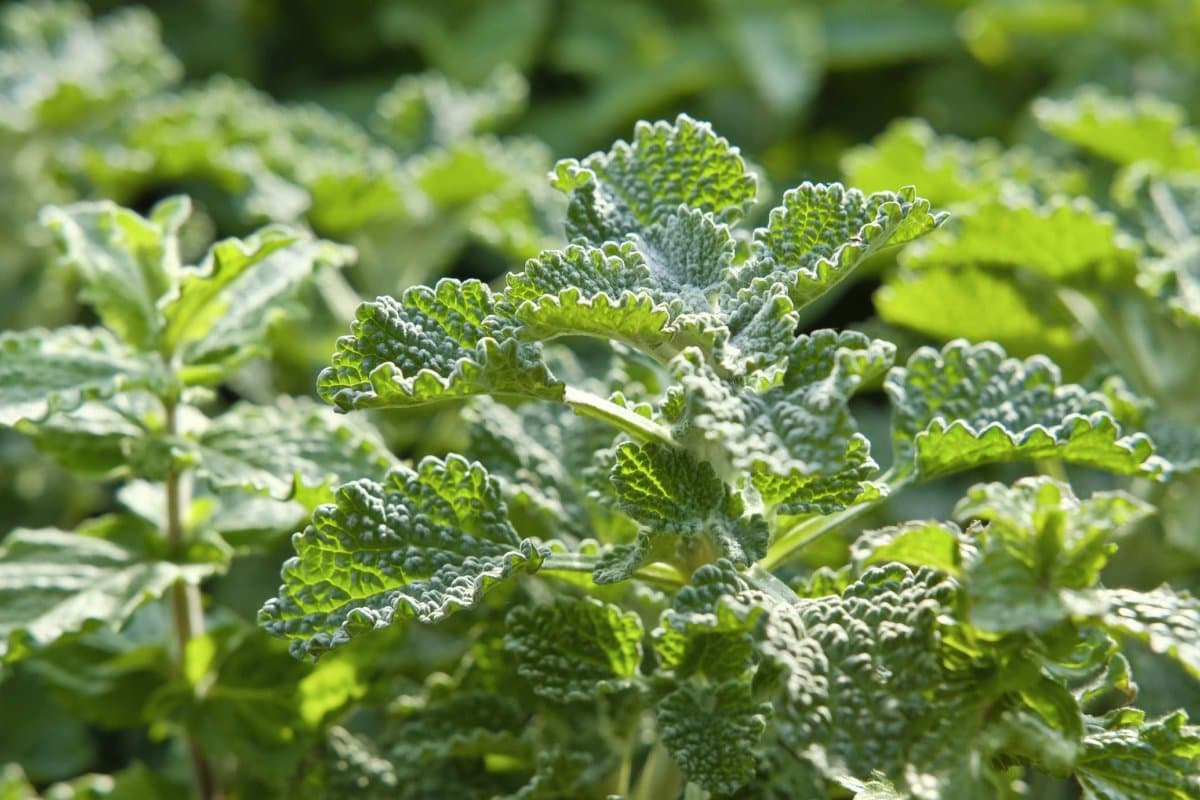 Nahaufnahme von Andorn (germ. Andorn), Marrubium vulgare,
