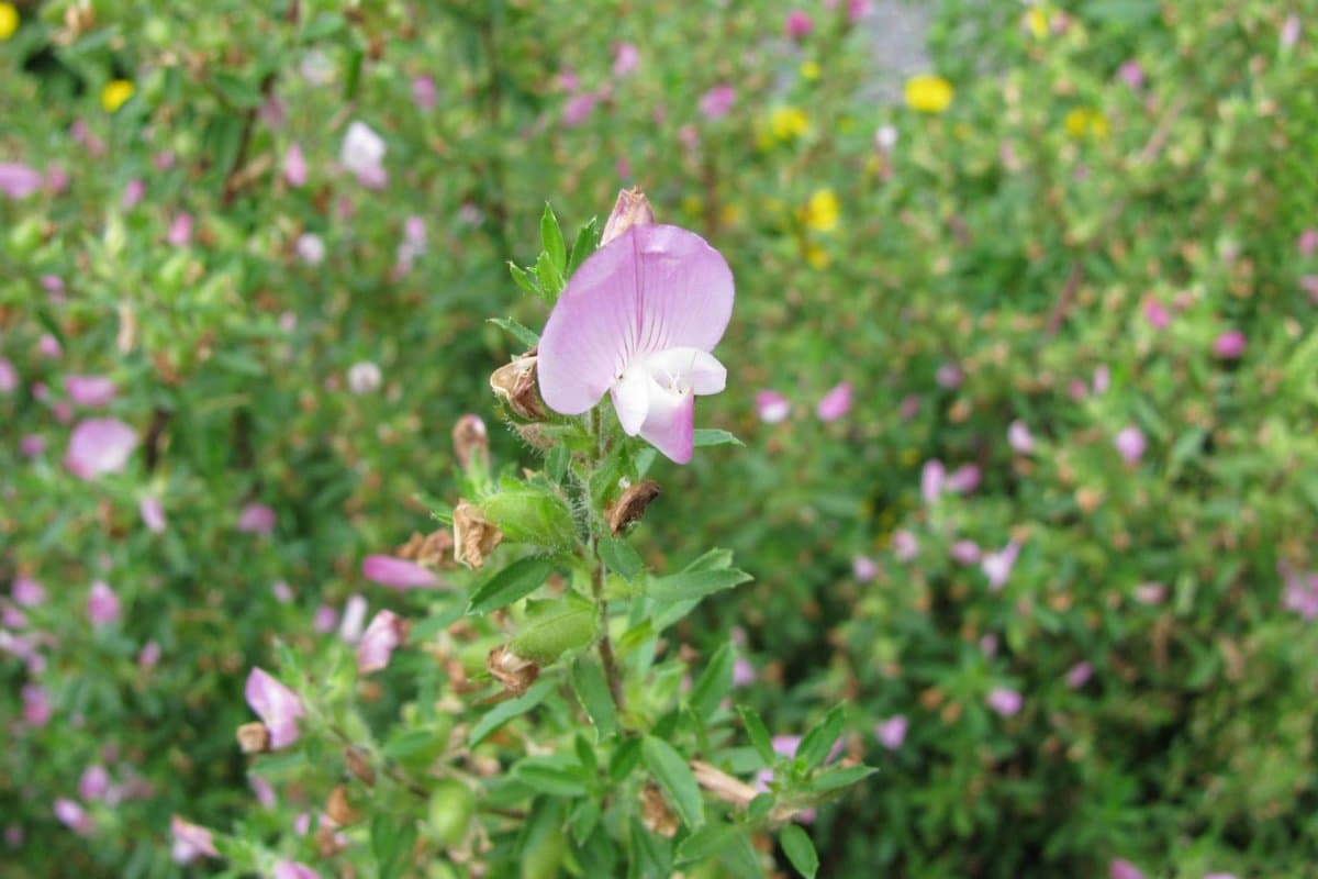 Ononis spinosa - Dorniger Hauhechel
