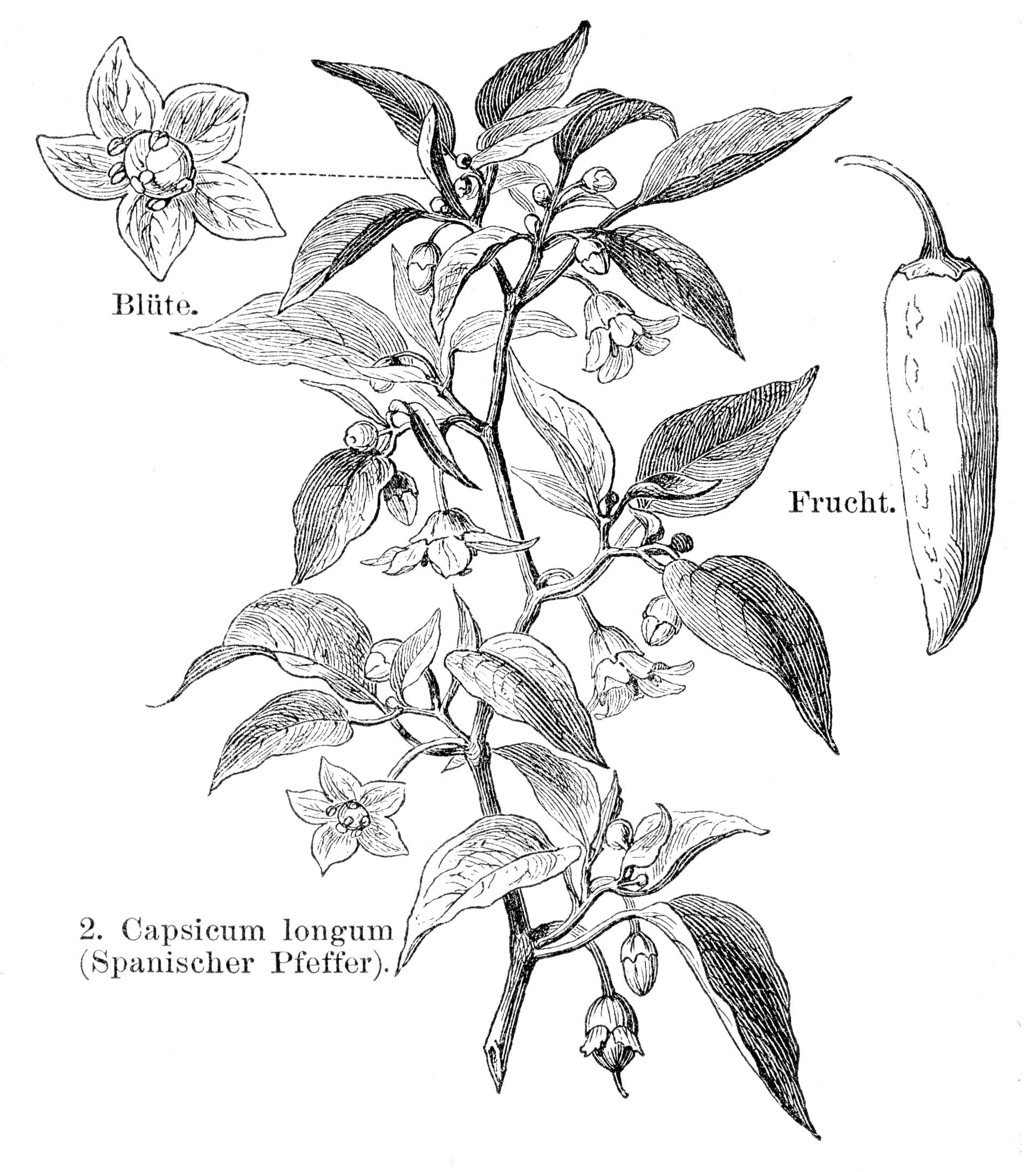 Spanish pepper engraving 1895