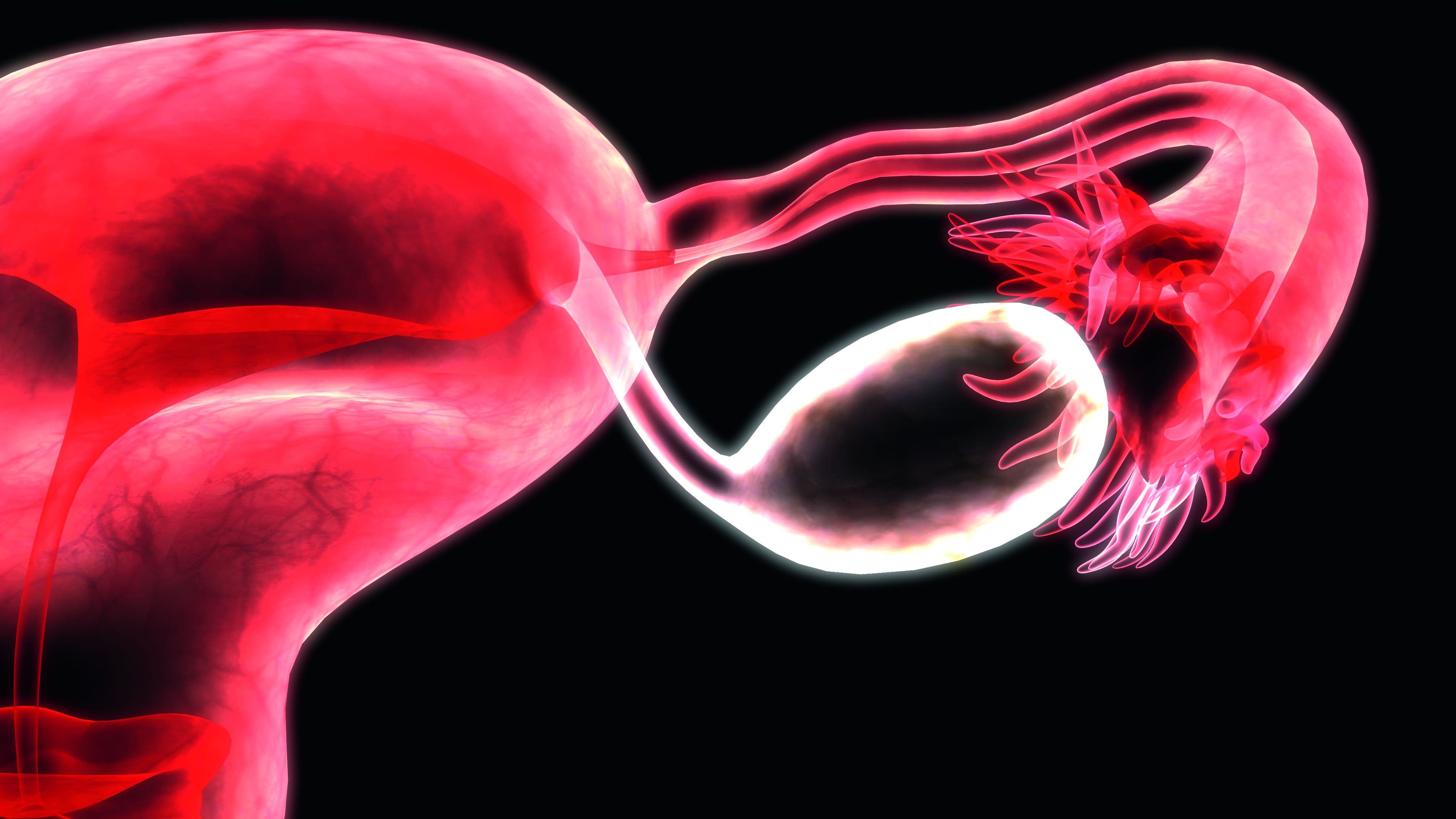 3D-Darstellung der Anatomie des weiblichen Fortpflanzungssystems