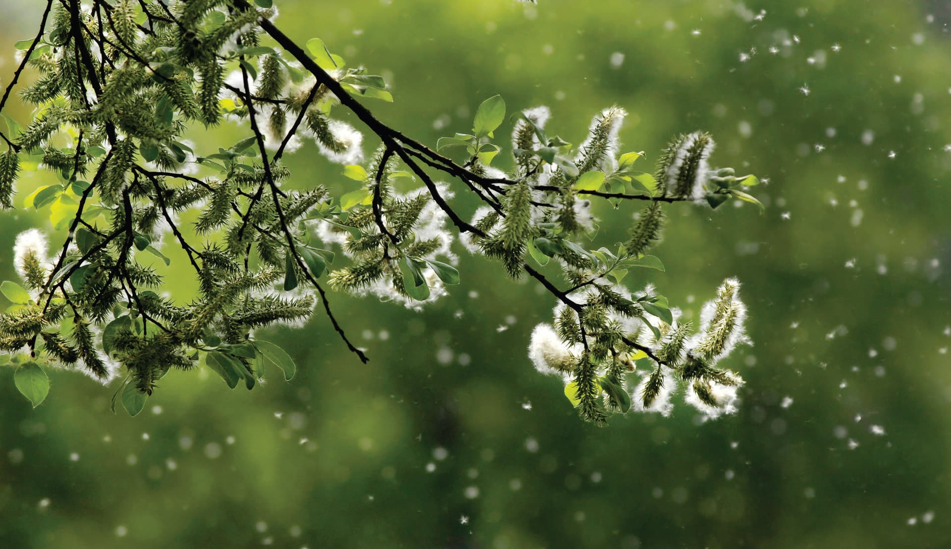 Nahaufnahme eines Baumastes, von dem Pollen wegfliegen.