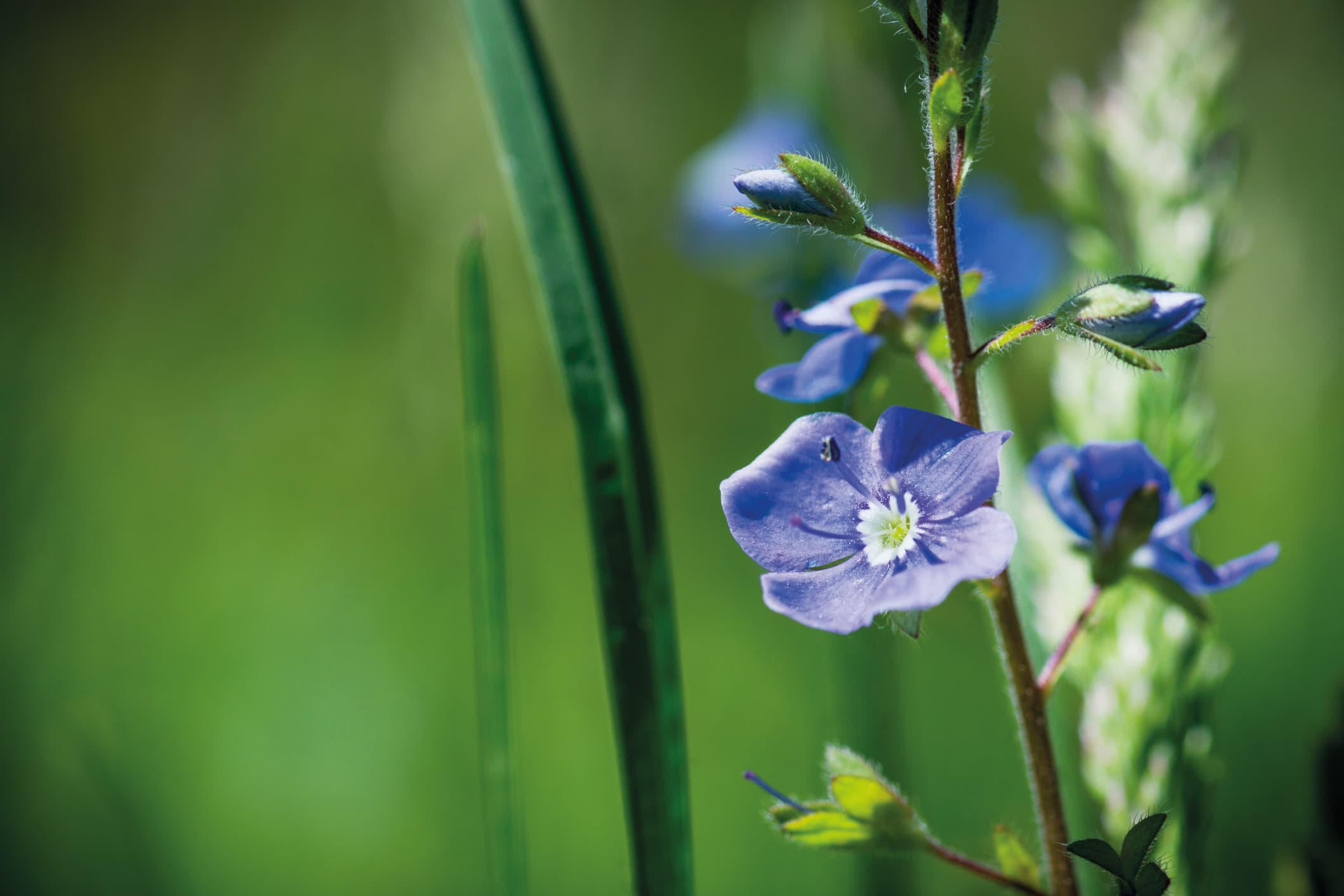 Blühende Veronica Officinalis-Blume. Geringe Schärfentiefe.