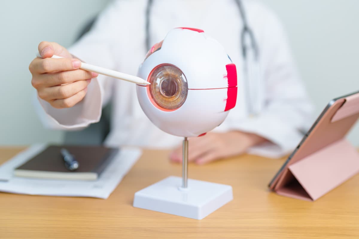 Doctor with human Eye anatomy model with magnifying glass. Eye disease, Refractive Errors, Age Related Macular Degeneration, Cataract, Diabetic Retinopathy, Glaucoma, Amblyopia, Strabismus and Health