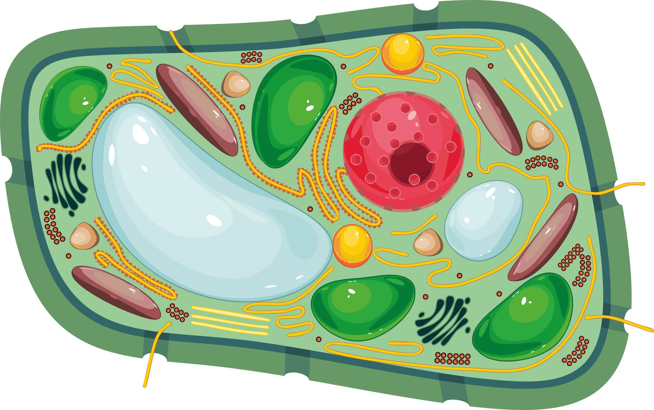 Struktur einer Pflanzenzelle mit verschiedenen Organellen