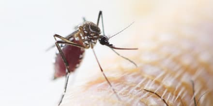 Aedes_aegypti_think_156893605_03