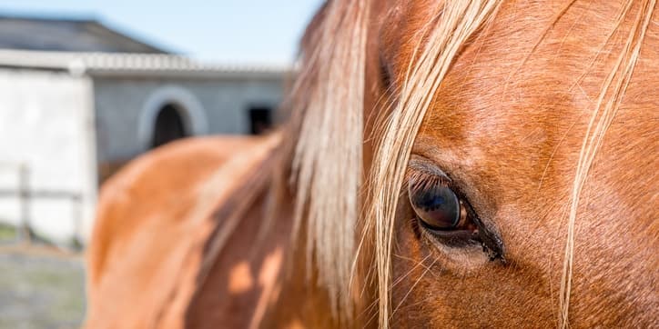 Pferd