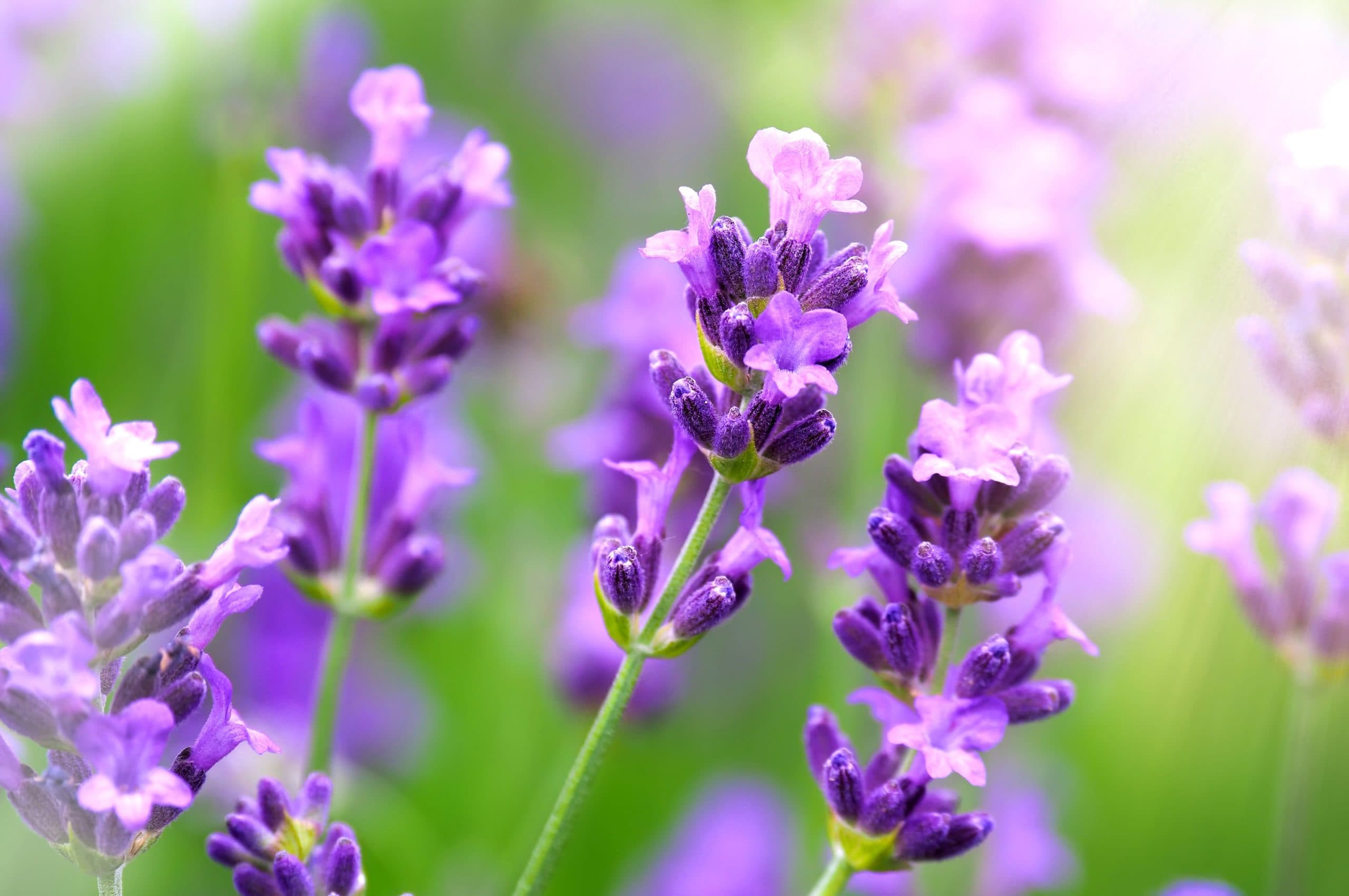 Nahaufnahme von violettem Lavendel