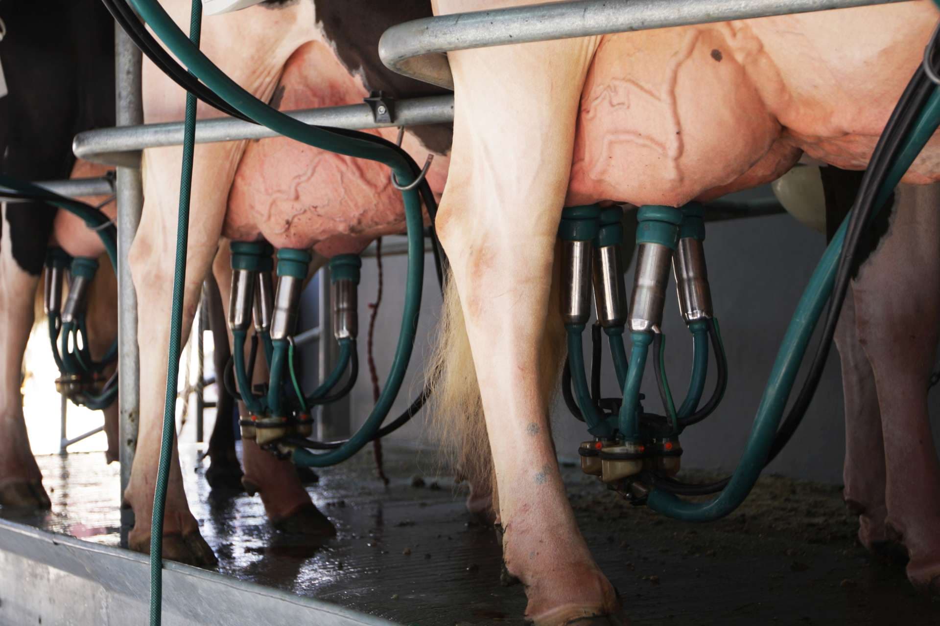 Row of cows during milking using extractor machines