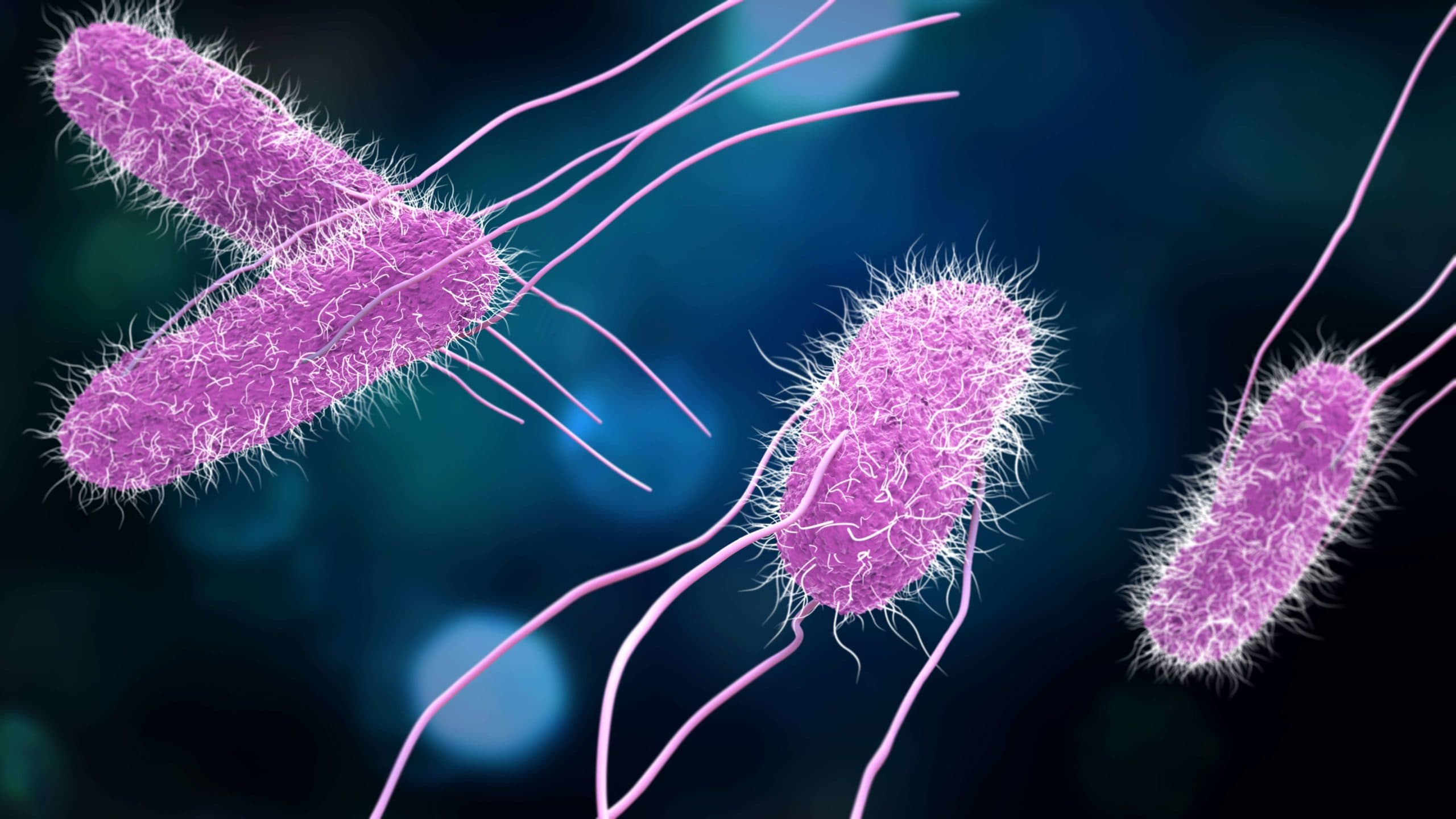 3D-Darstellung von Salmonella-Bakterien. Medizin-Konzept.