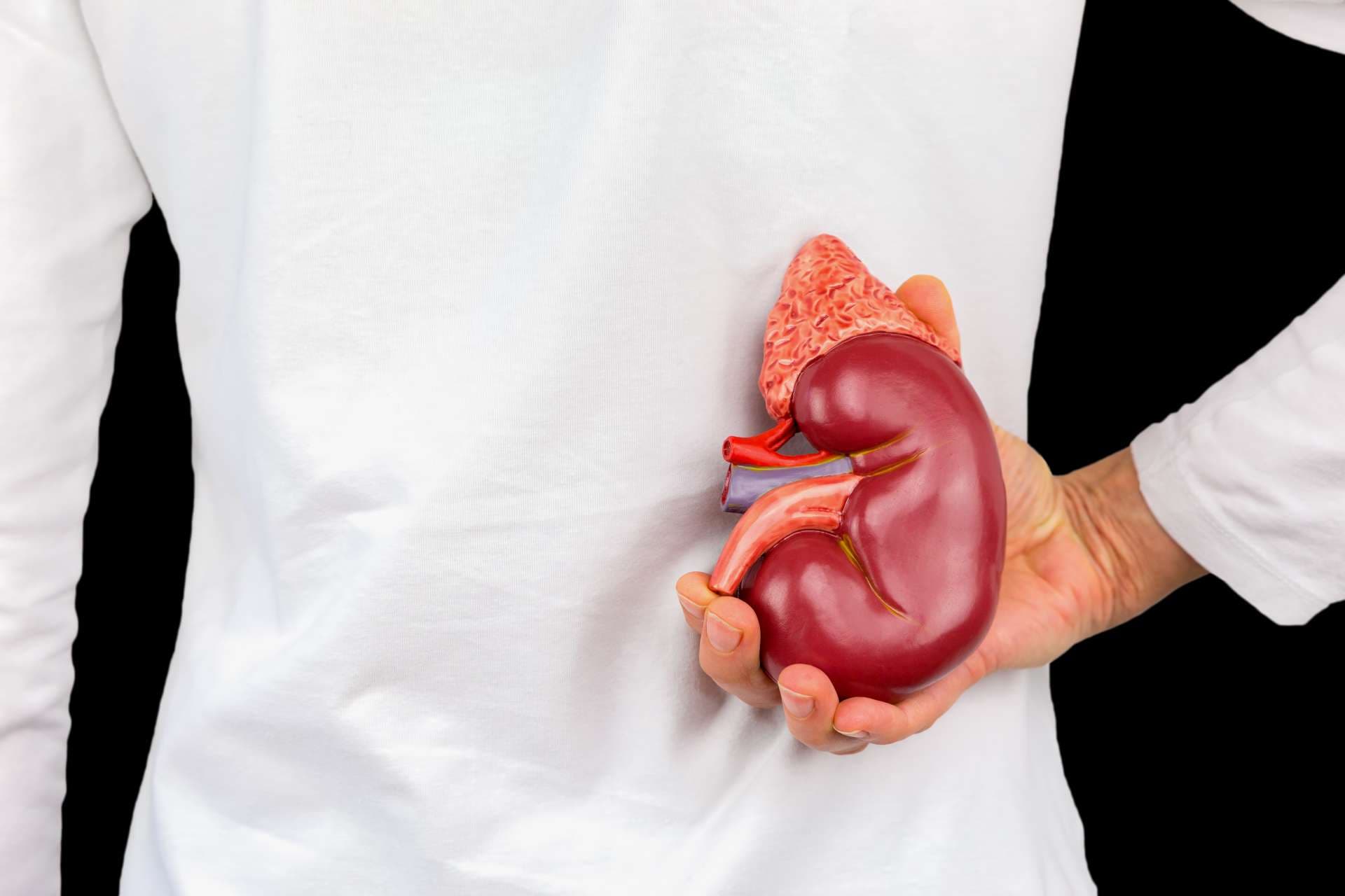 Female hand holding human kidney organ at back of body isolated on black background.  This artificial organ model is used for education in high school to learn students about biology. They learn about the human body and how our kidneys work. Our kidneys function as a filter for the blood circulation.