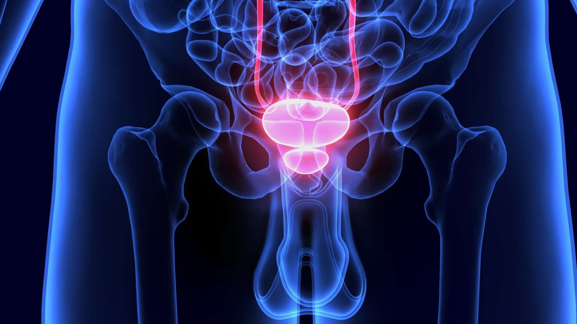 3D-Darstellung der Anatomie der Organe des menschlichen Körpers (Harnblase)