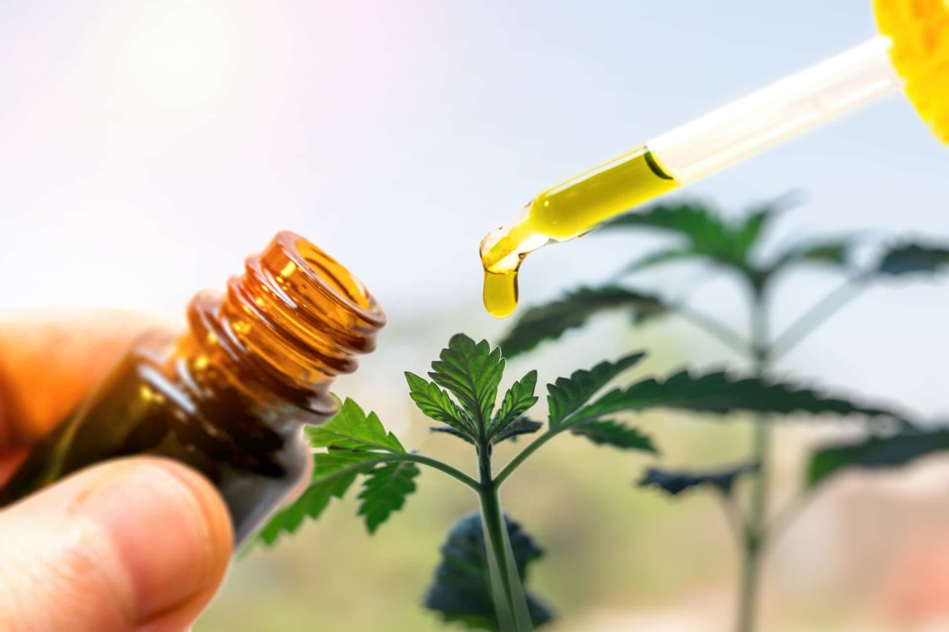 Hand holding bottle of Cannabis oil against Marijuana plant