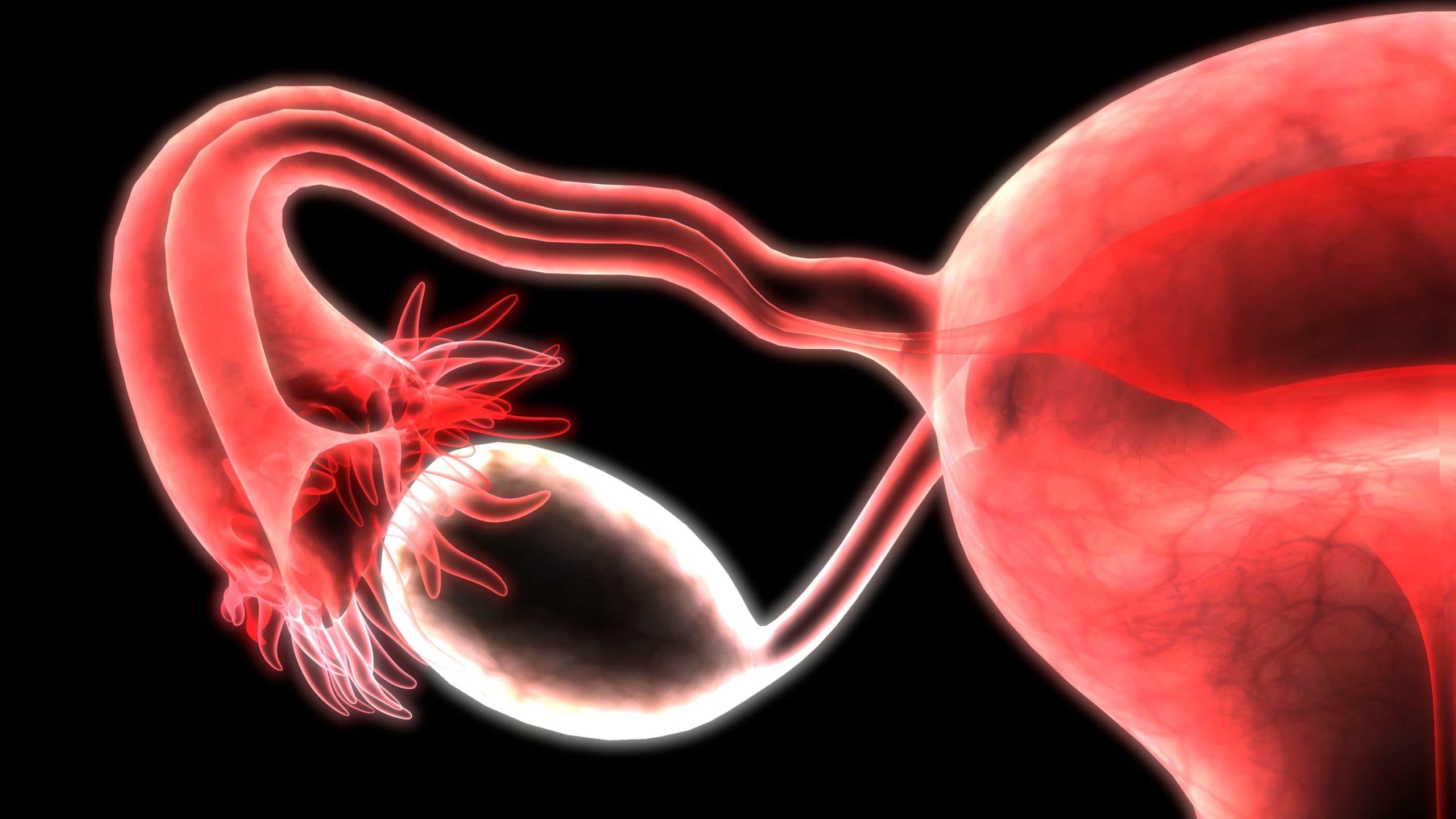 3D-Darstellung der Anatomie des weiblichen Fortpflanzungssystems
