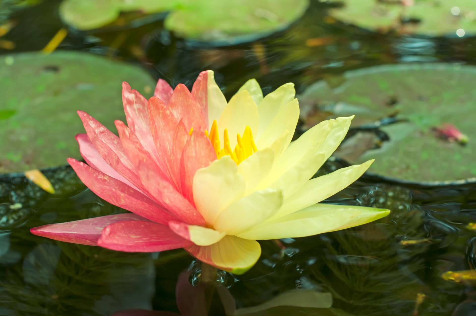 Lotusmutante mit zwei Farben in einer einzigen Blume