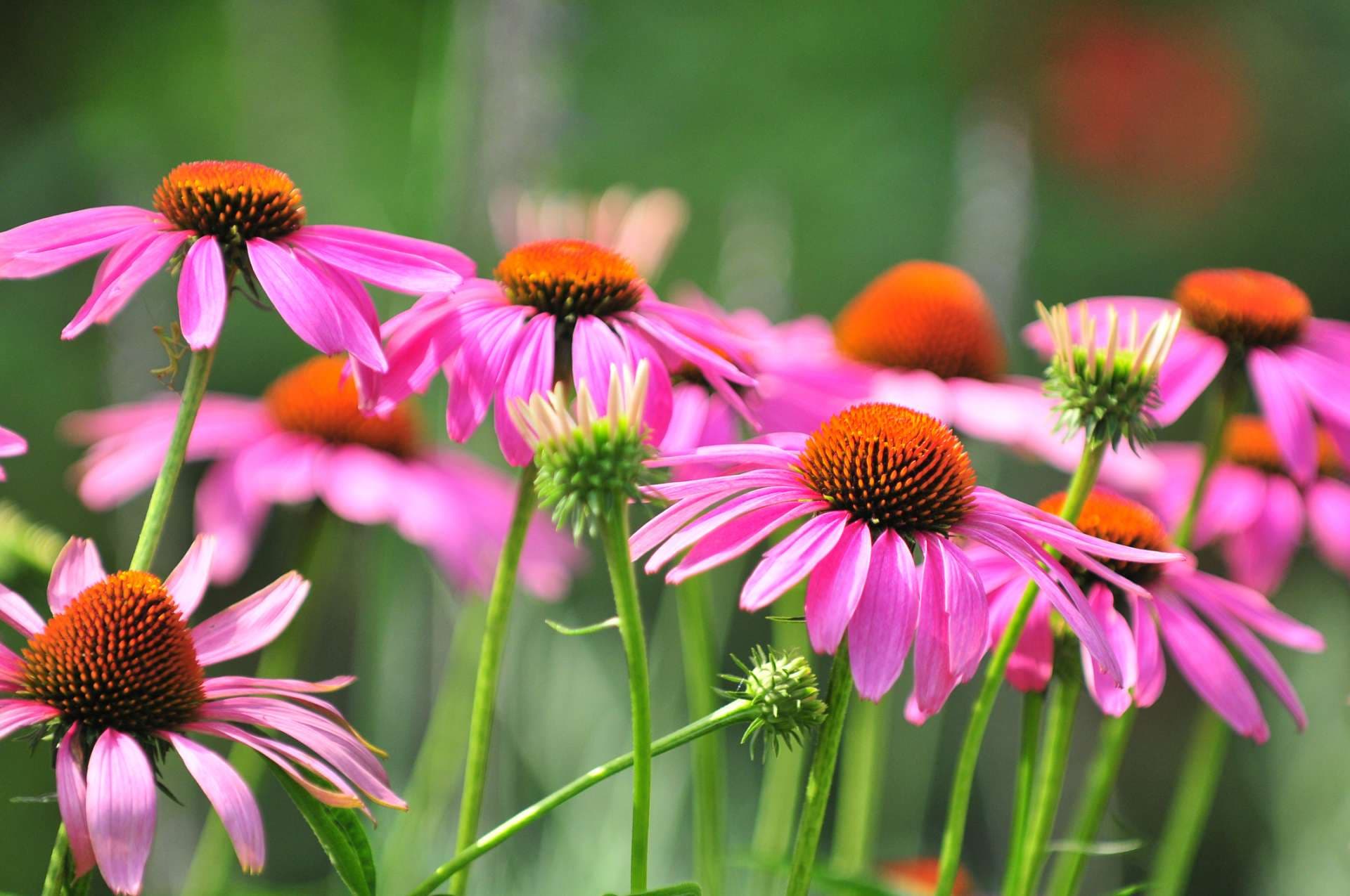 Echinacea is a group of herbaceous flowering plants in the daisy family, Asteraceae. This queen of daisy is often called Coneflowers for its dome-shaped center.