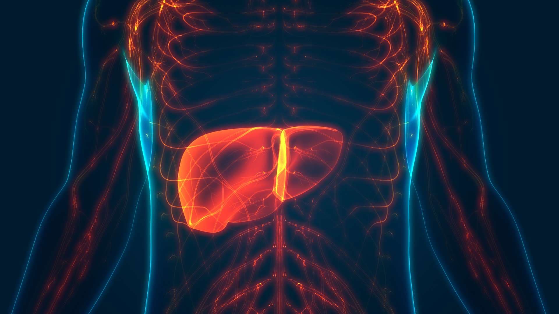 3D-Illustrationskonzept der Leberanatomie des menschlichen inneren Verdauungsorgans