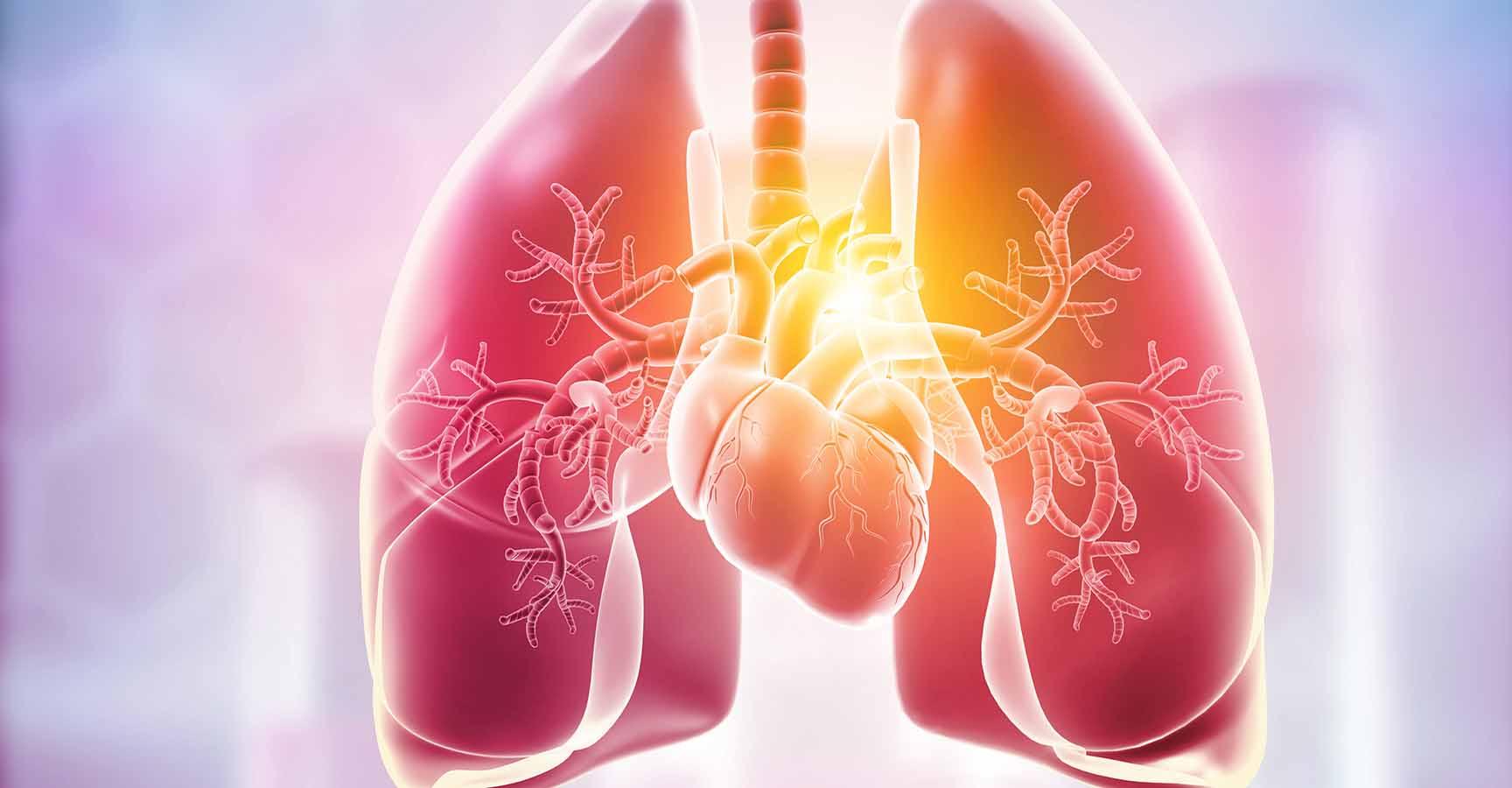 Lungs,Heart Anatomy. 3d illustration