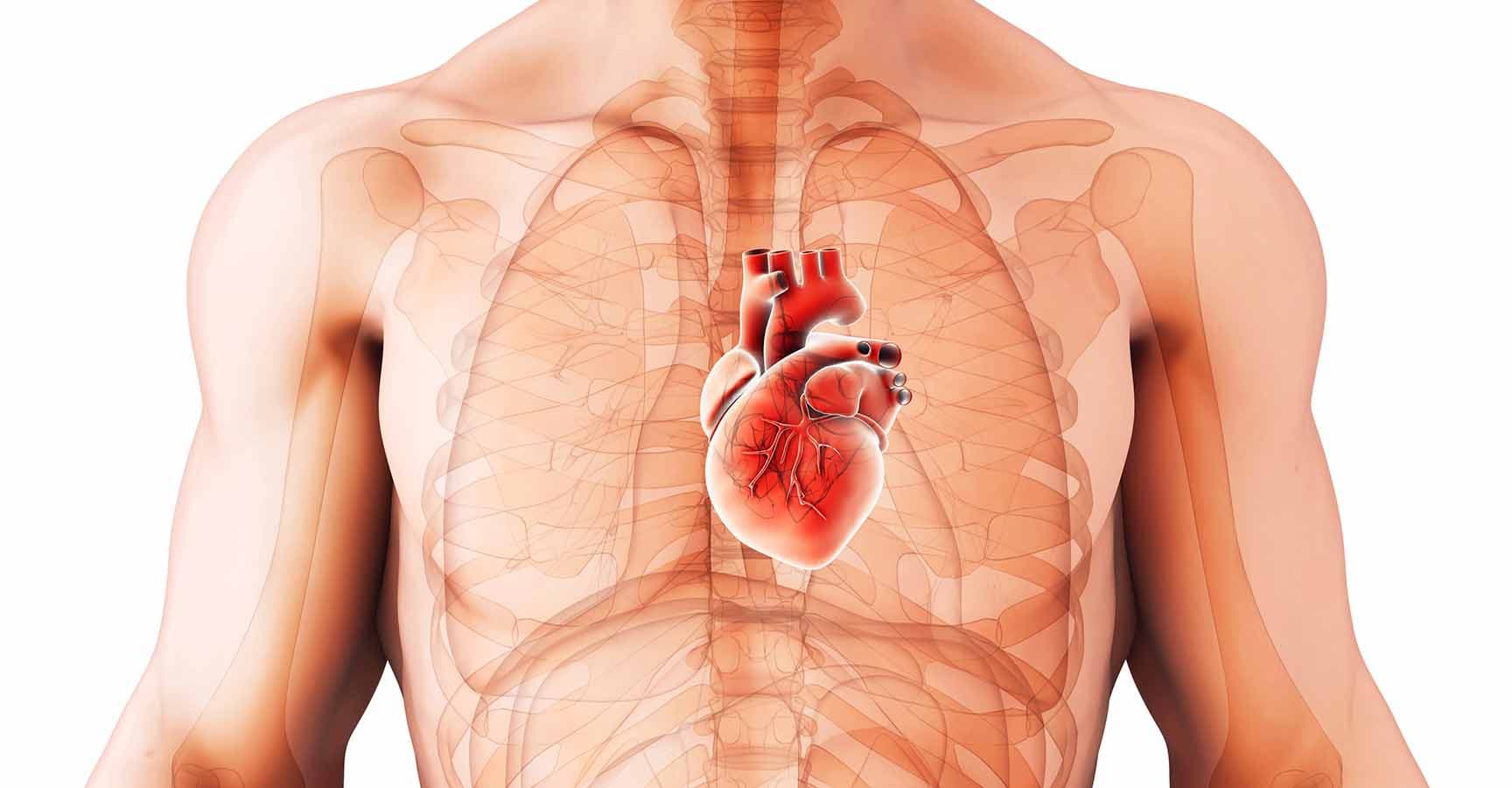 3D illustration of Heart - Part of Human Organic.