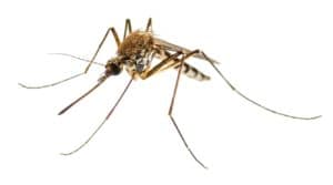 Enzephalitis, Gelbfieber, Malariakrankheit oder mit dem Zika-Virus infiziertes Culex-Moskito-Parasiten-Insekten-Makro, isoliert auf weißem Hintergrund