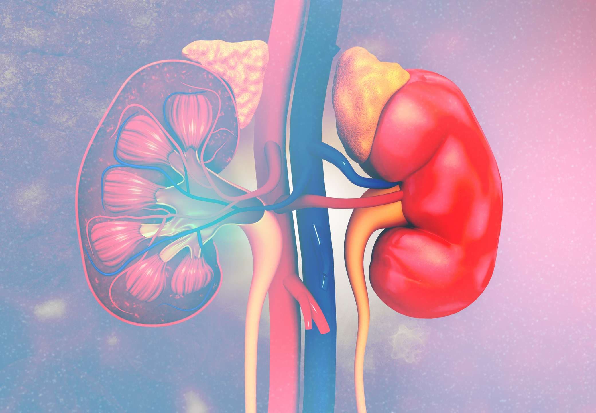 Anatomie des menschlichen Nierenquerschnitts. 3D-Rendering