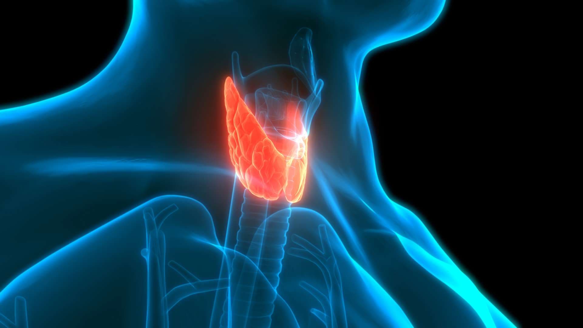 3D-Illustrationskonzept der menschlichen Drüsenlappen der Schilddrüsen-Anatomie
