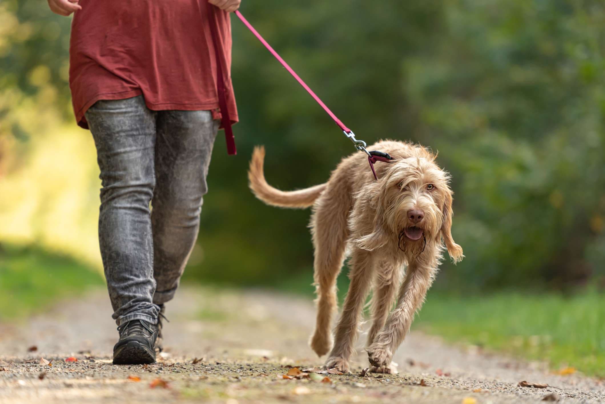 Junger Magyar Vizsla Hund. weibliche Hundeführerin geht mit Hund auf der Straße in einem Wald spazieren. Großer Hund zieht an der Leine