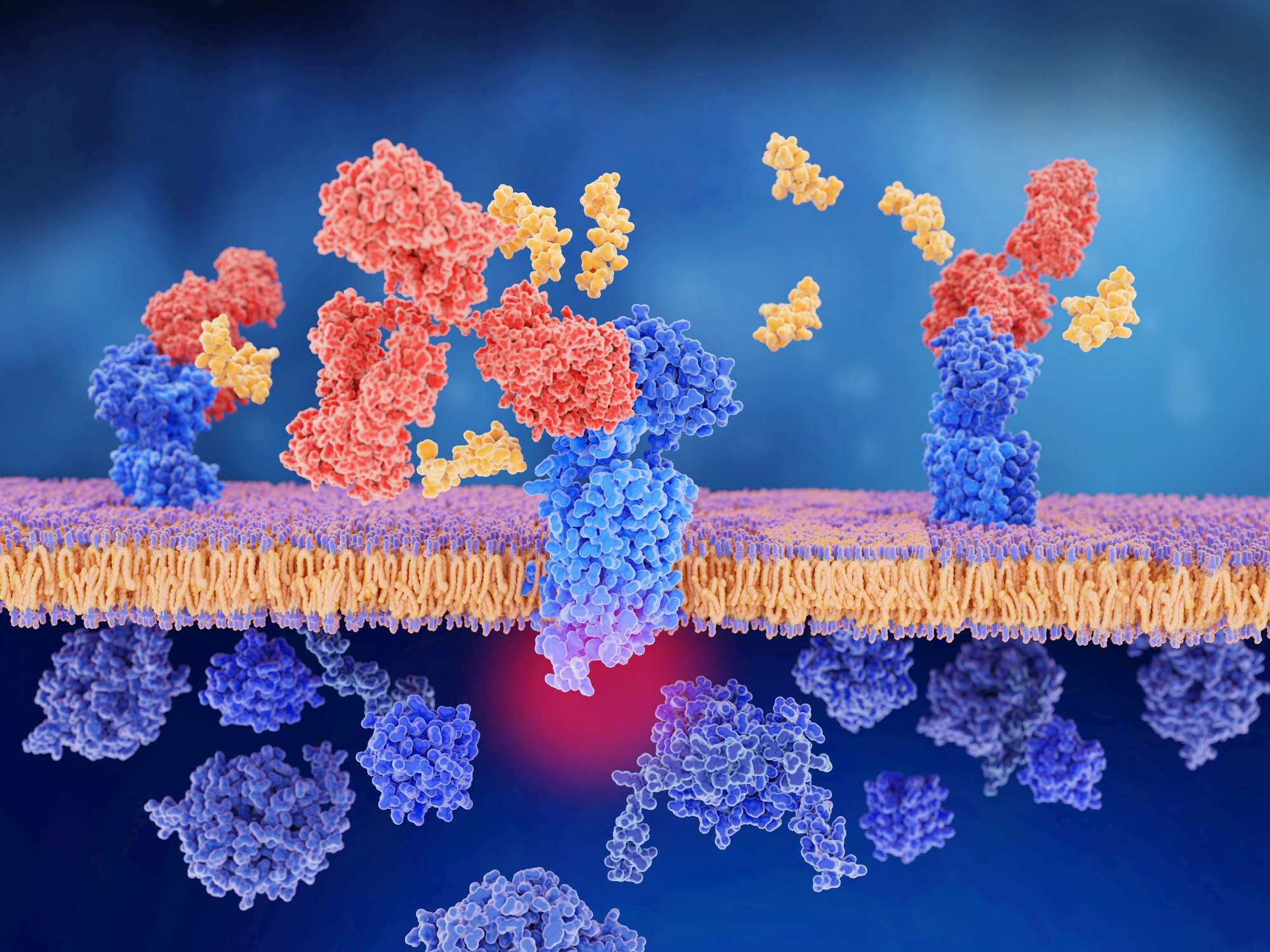 Migränetherapie: Calcitonin-genbezogenes Peptid (CGRP, gelb) gebunden an seinen Rezeptor (links), monoklonaler Antikörper (rot), der den CGRP-Rezeptor blockiert,