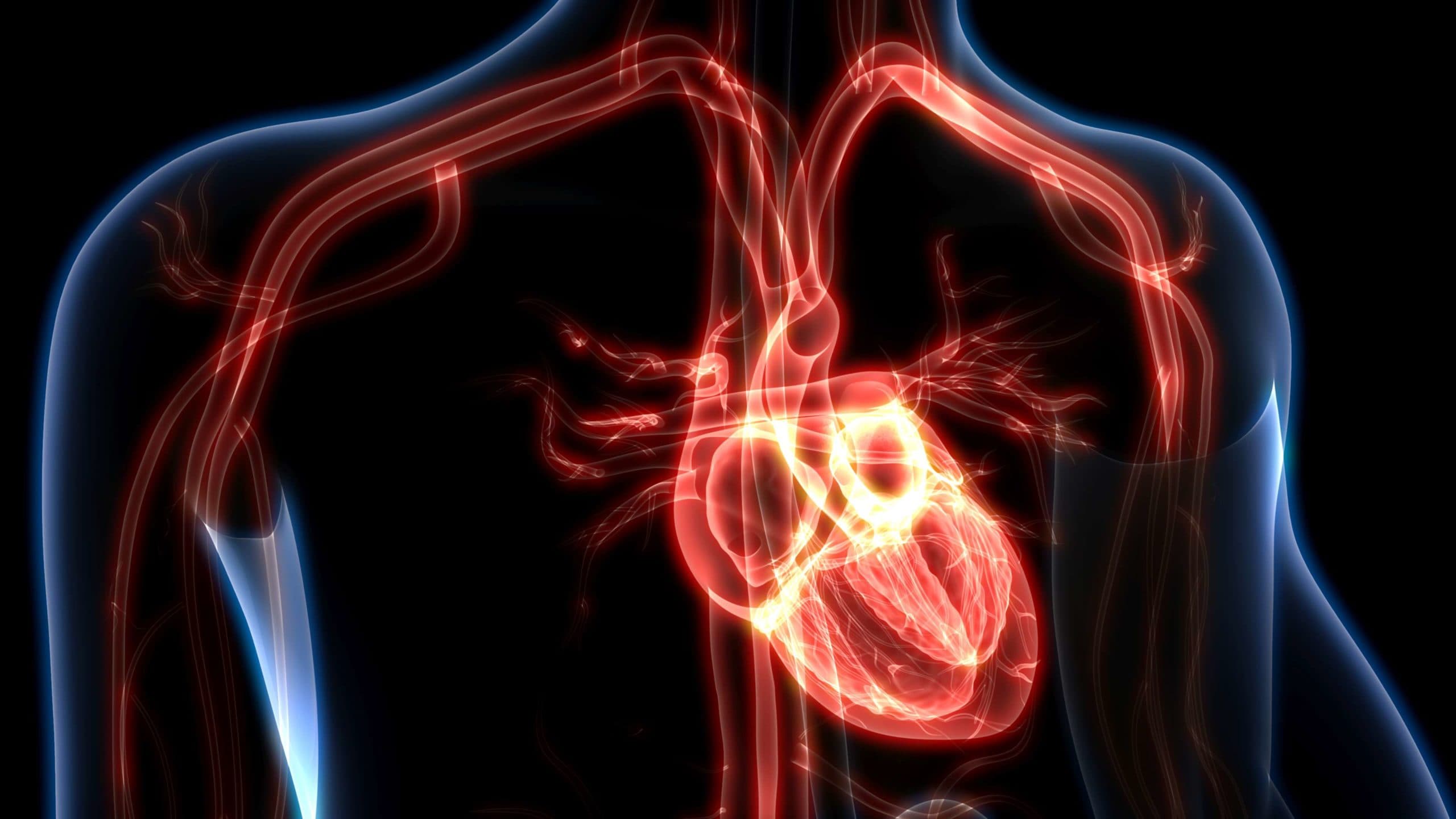 3D-Darstellung der Anatomie des menschlichen Herzens