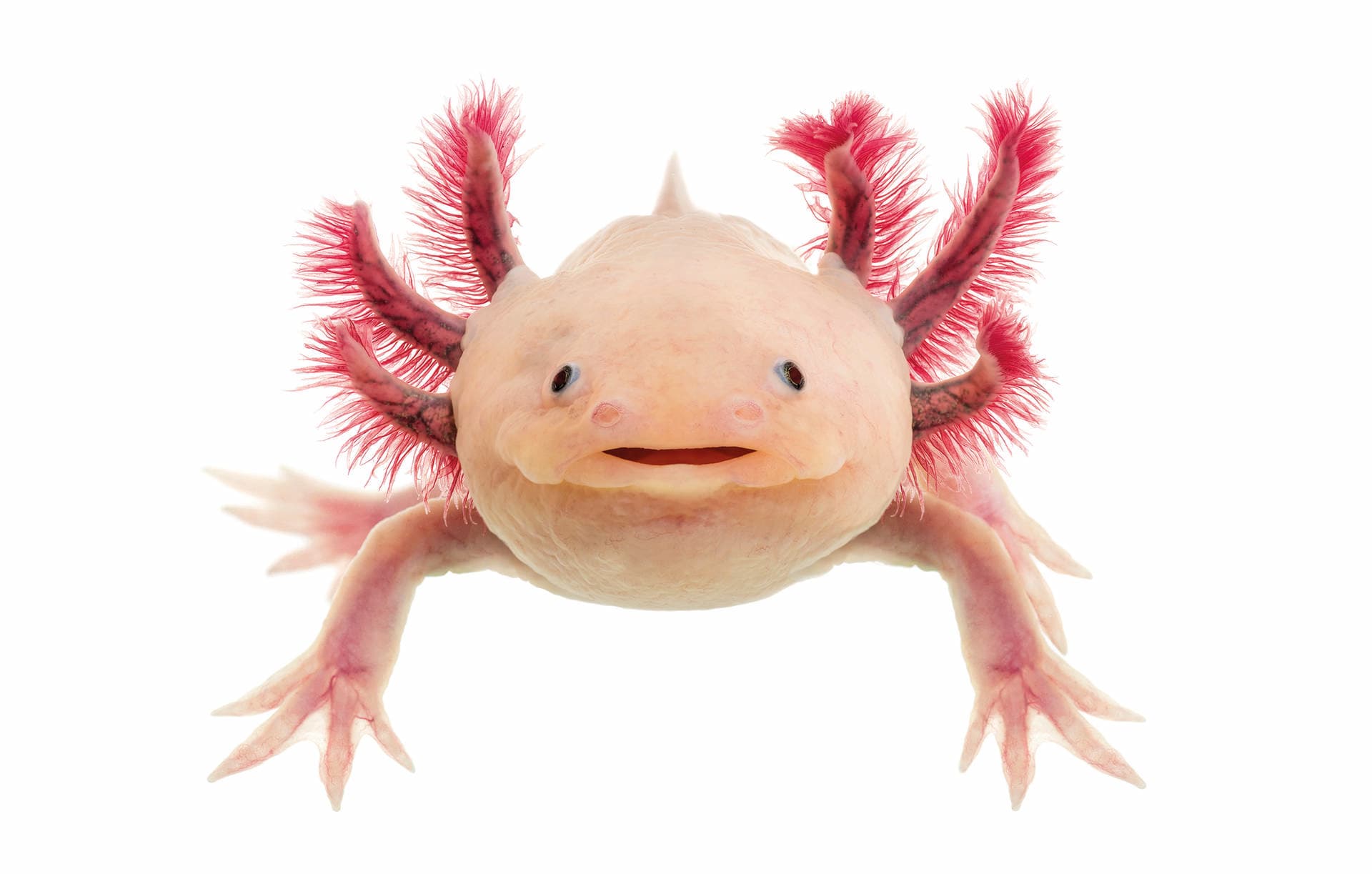 Axolotl (Ambystoma mexicanum) vor weißem Hintergrund
