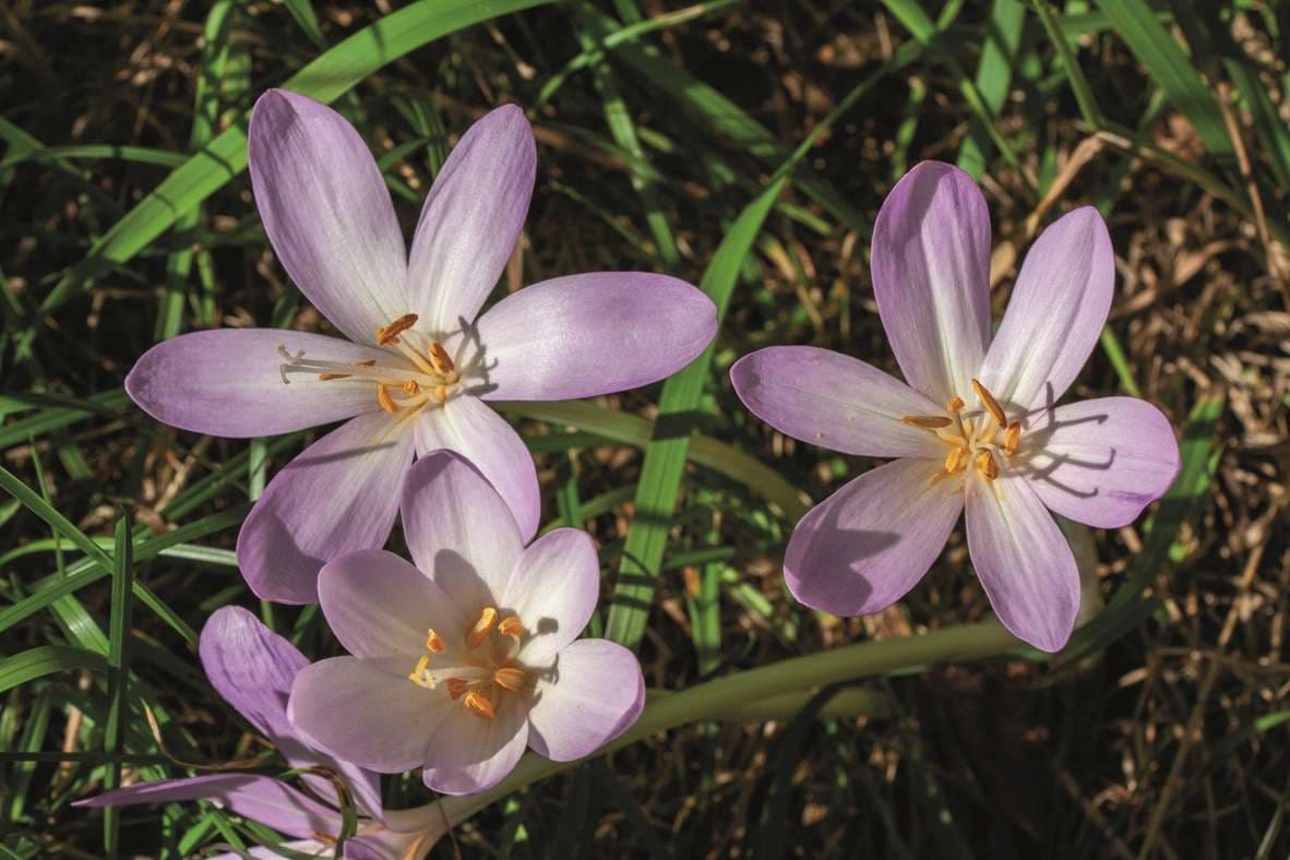 Foto von Blumen