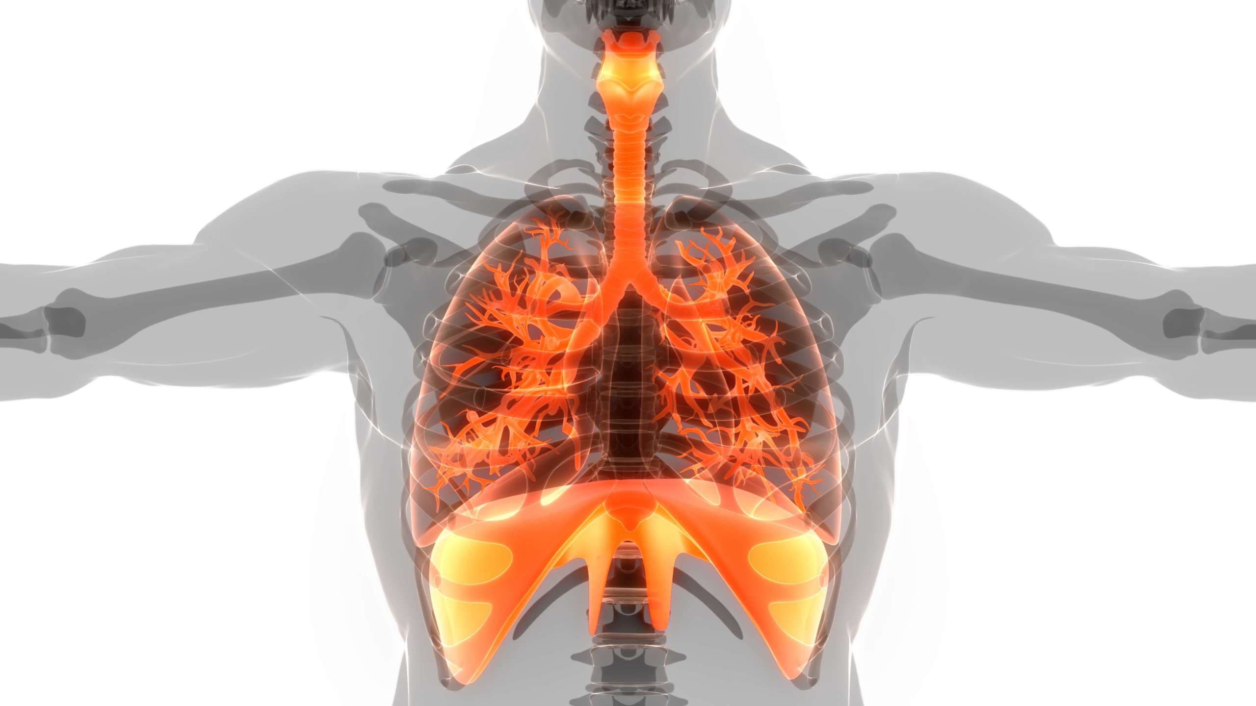 3D-Illustrationskonzept der Lunge des menschlichen Atmungssystems mit Membrananatomie