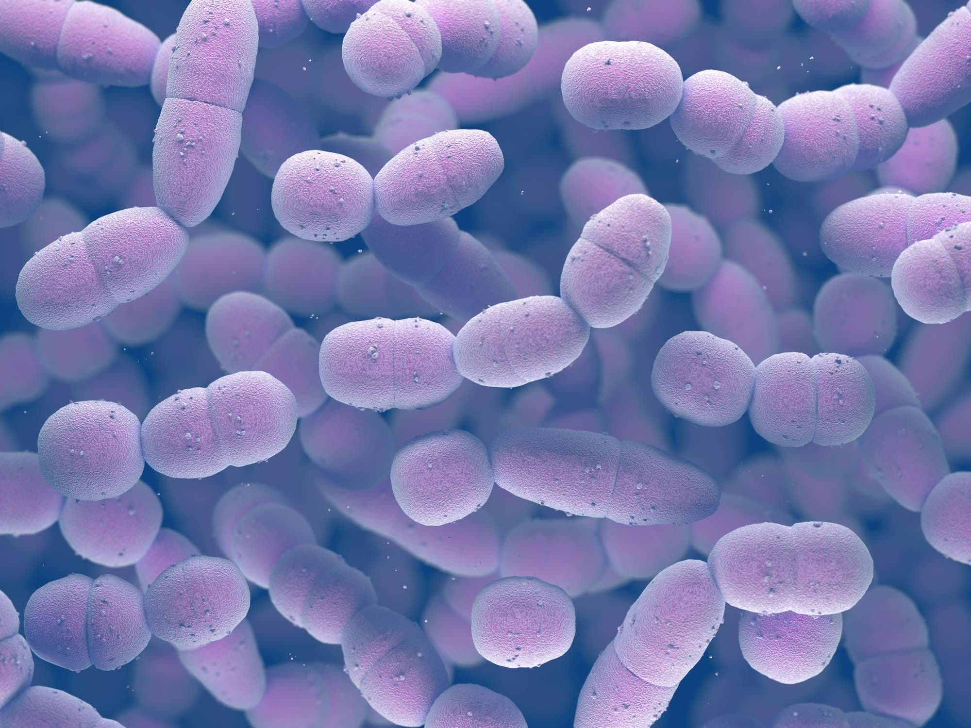 Streptococcus pneumoniae oder Pneumococcus ist ein grampositives Bakterium, das für viele Arten von Pneumokokken-Infektionen verantwortlich ist.