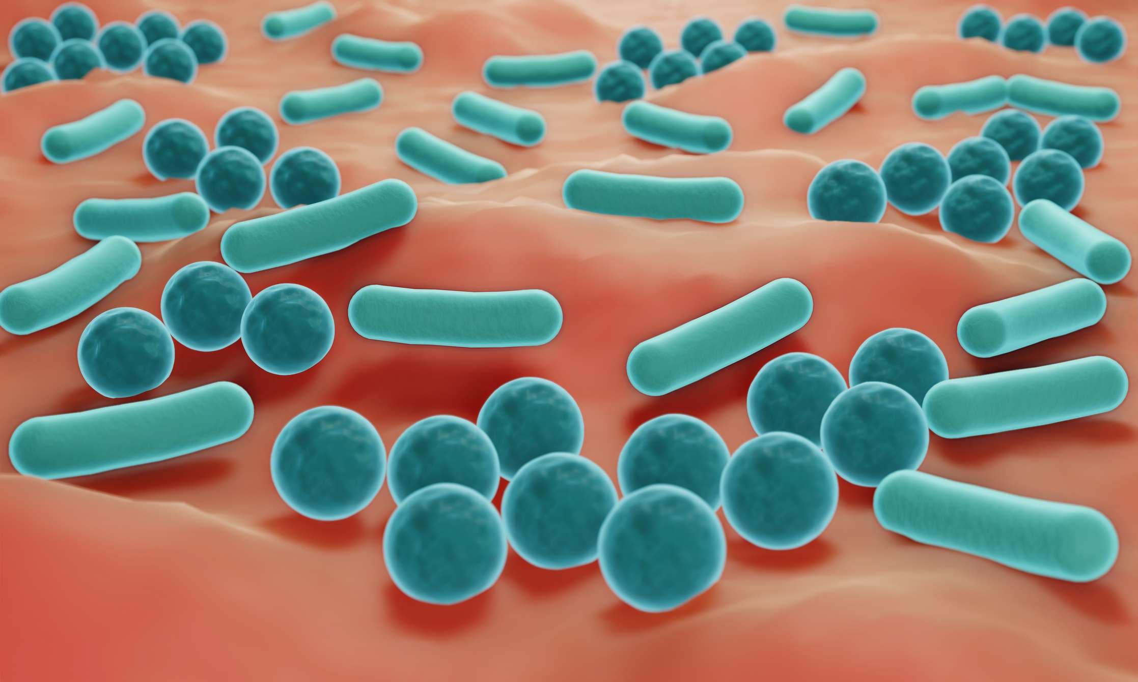 Hautmikrobiom, gesunde, probiotische Bakterien auf der Haut