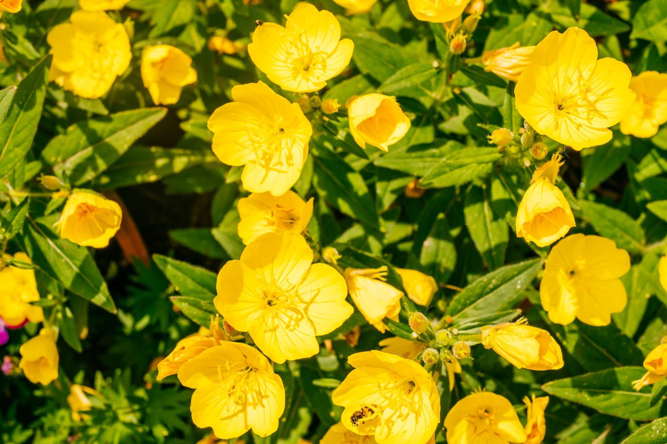 Gelbe Blüten von Oenothera, auch bekannt als Nachtkerze, Suncups und Sundrops.