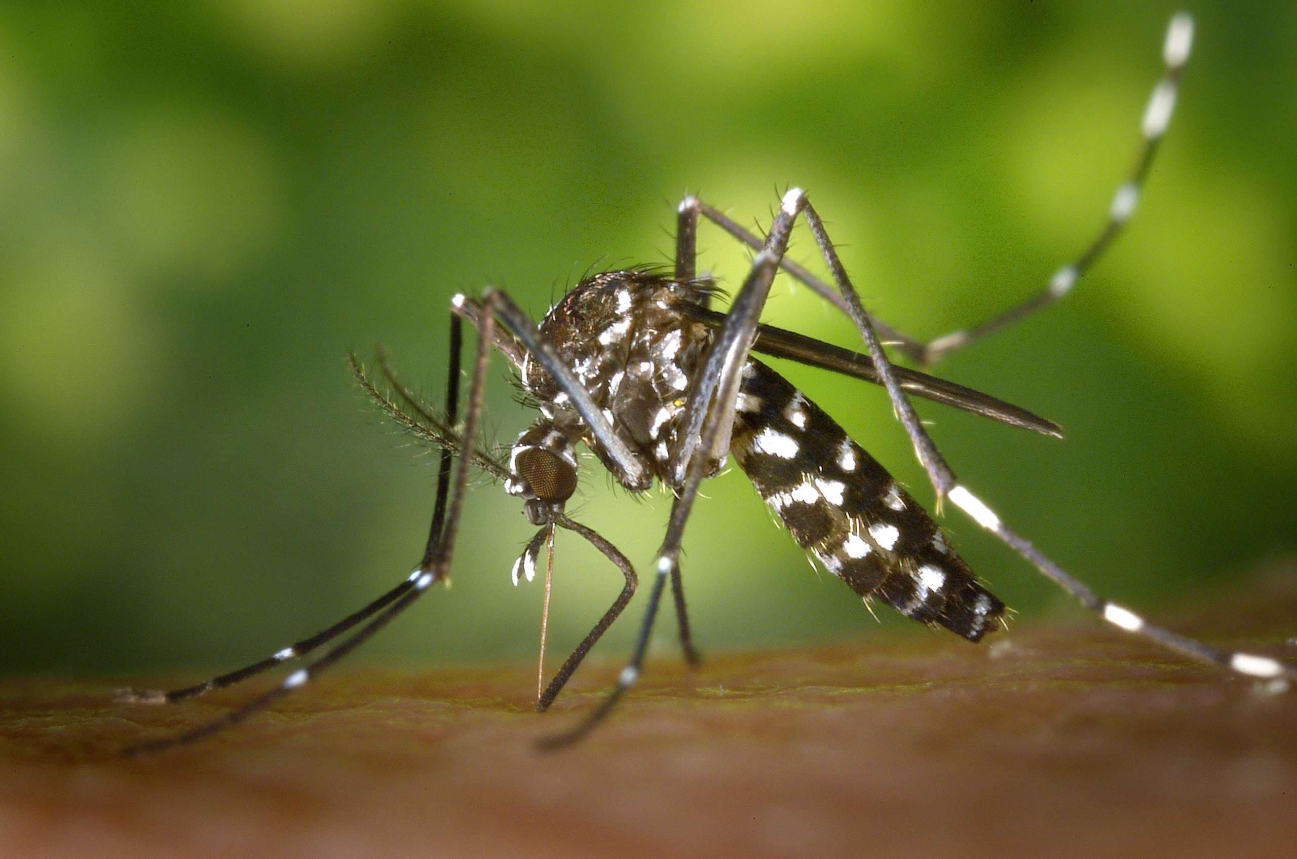CDC-Gathany-Aedes-albopictus-1_(C)_James Gathany, CDC
