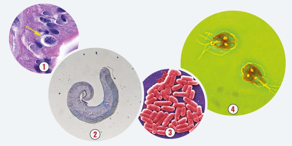 Illustration von E.-coli-Bakterienstämme