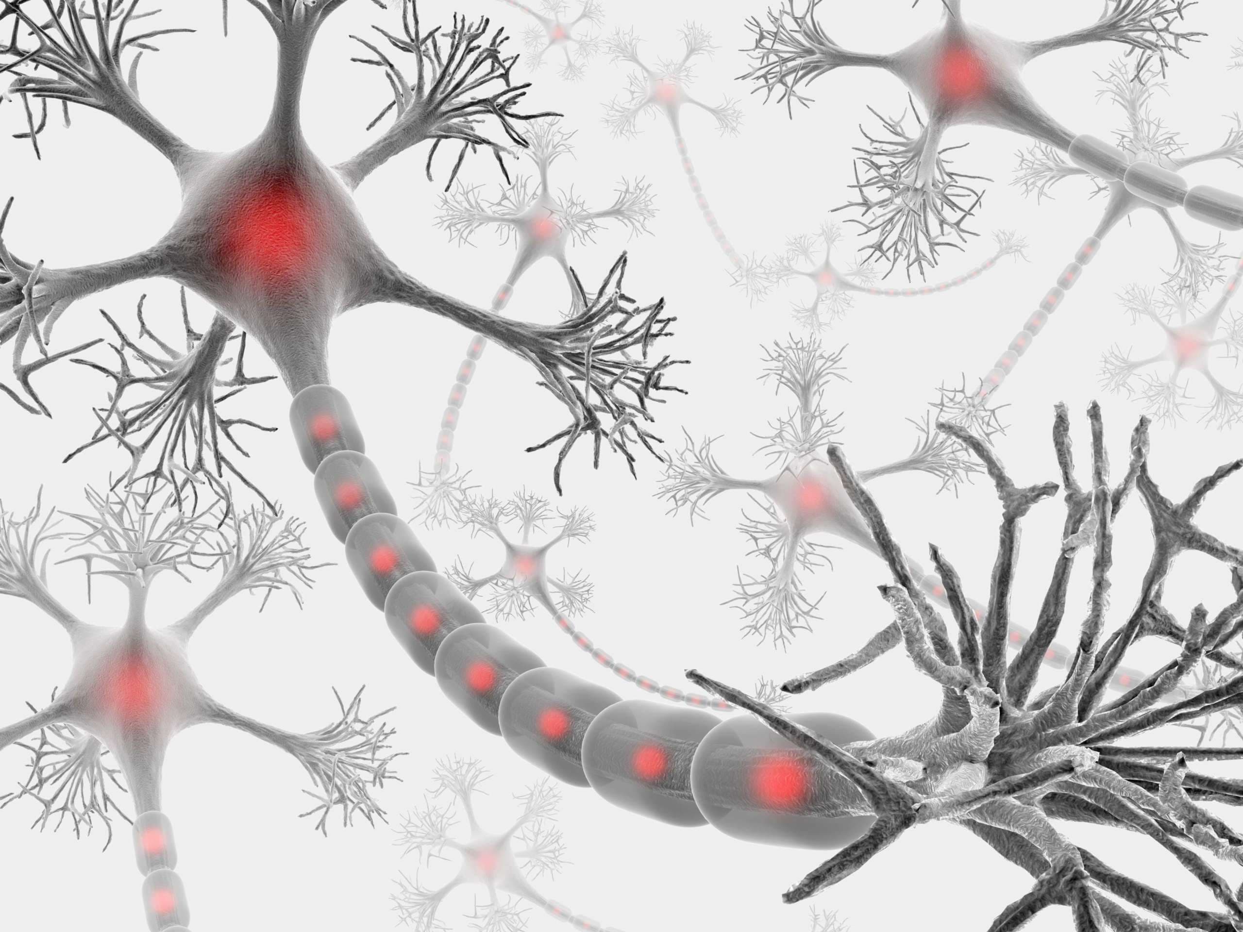 Neuron mit vollständiger Struktur zur Übertragung zellulärer Signale.