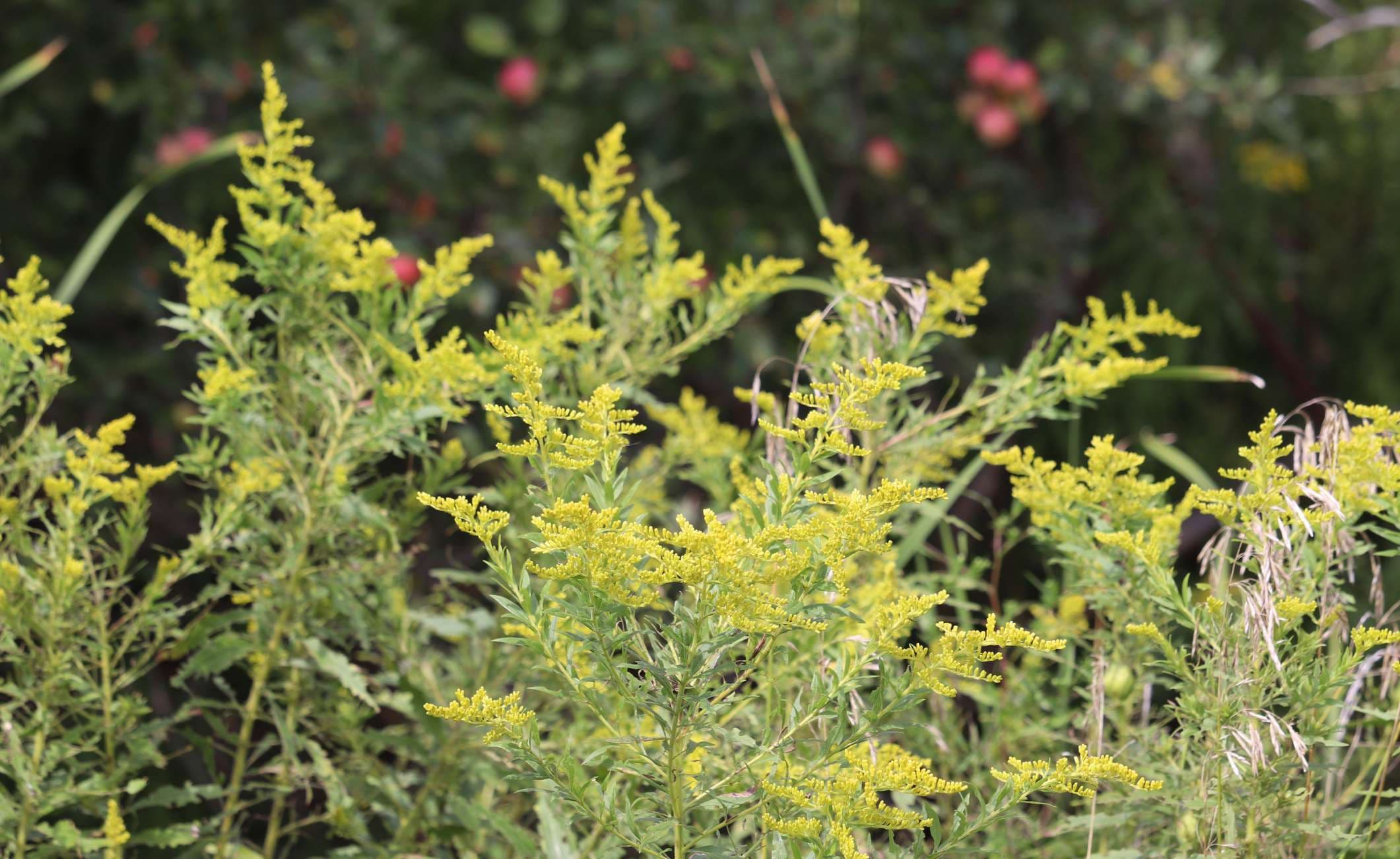 Nahaufnahme von gelbem Ragweed während der Spätsommersaison, volle Pollen-/Allergiesaison.