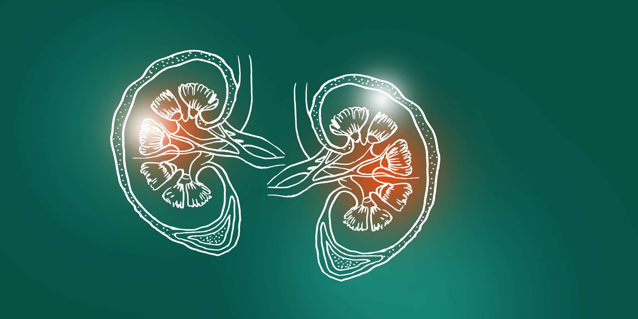 Medizinisches, wissenschaftliches Set mit den wichtigsten menschlichen Organen mit leerem Kopierraum für Text oder Infografik auf dunkelgrünem Hintergrund