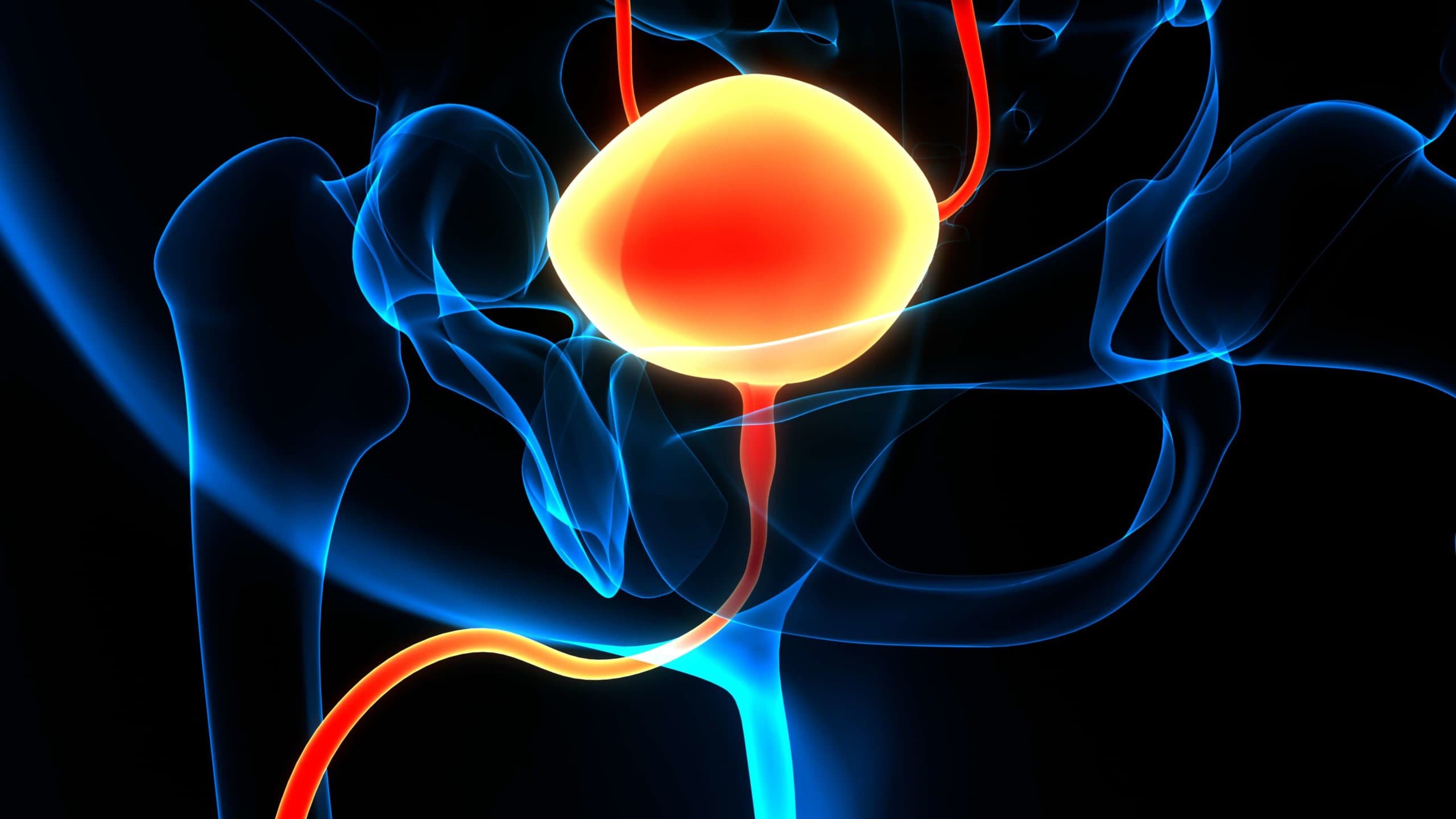 3D-Illustration Konzept der Anatomie der Harnblase des menschlichen Harnsystems